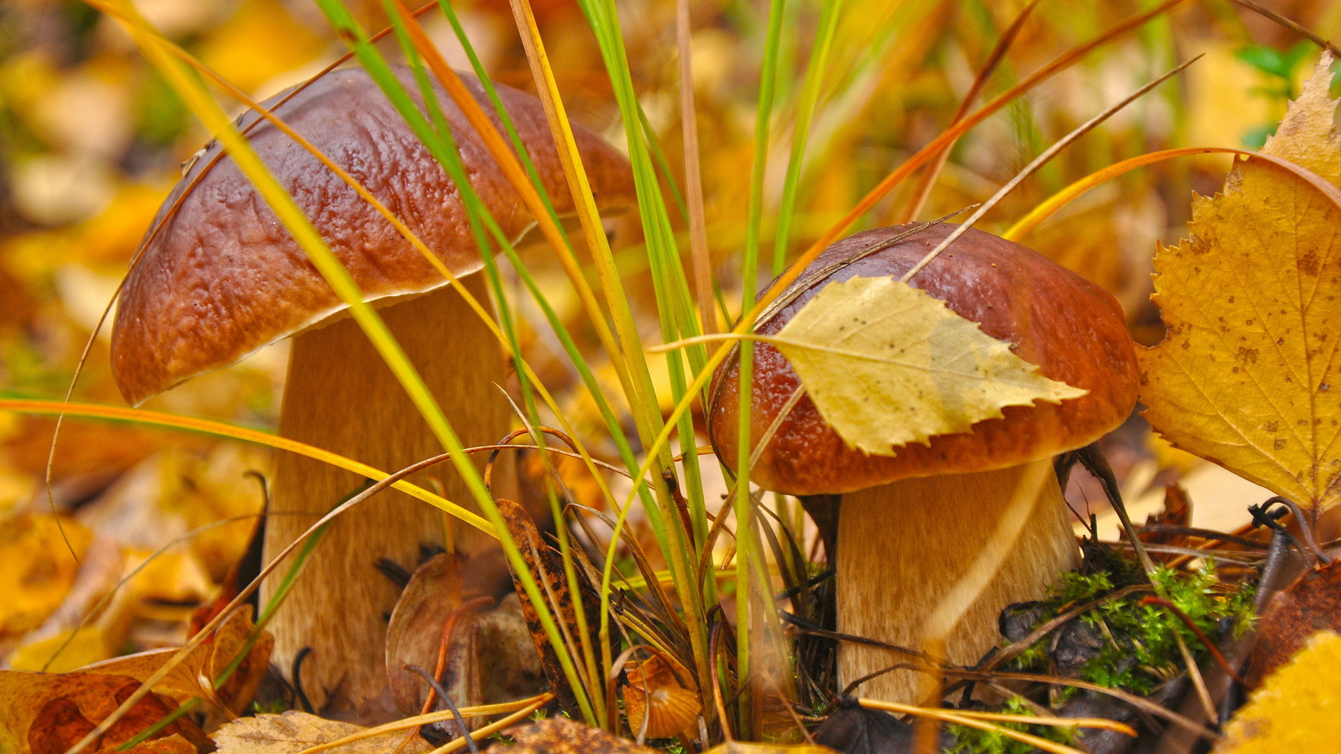 Белые грибы