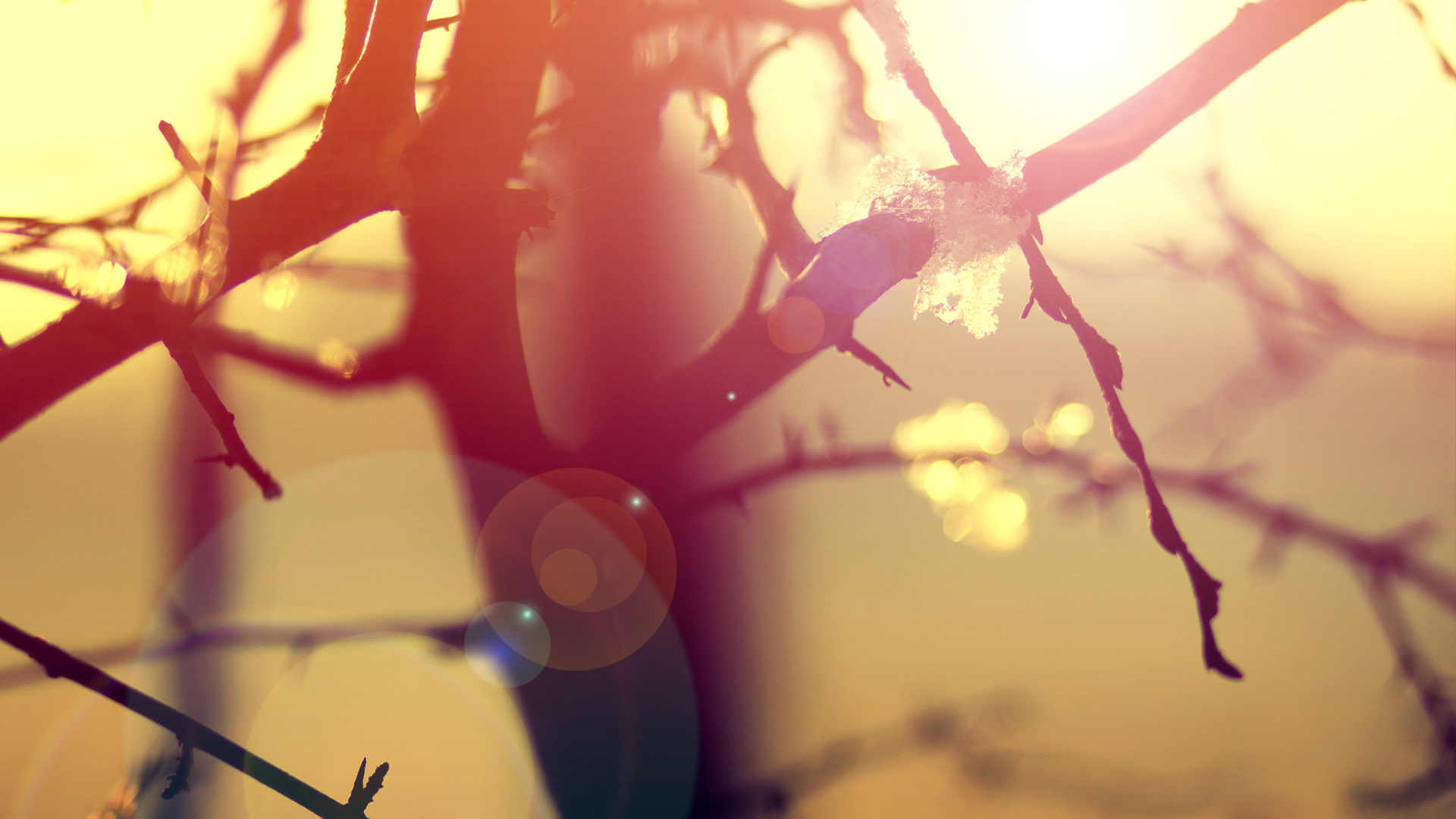 Ветки в бликах солнца