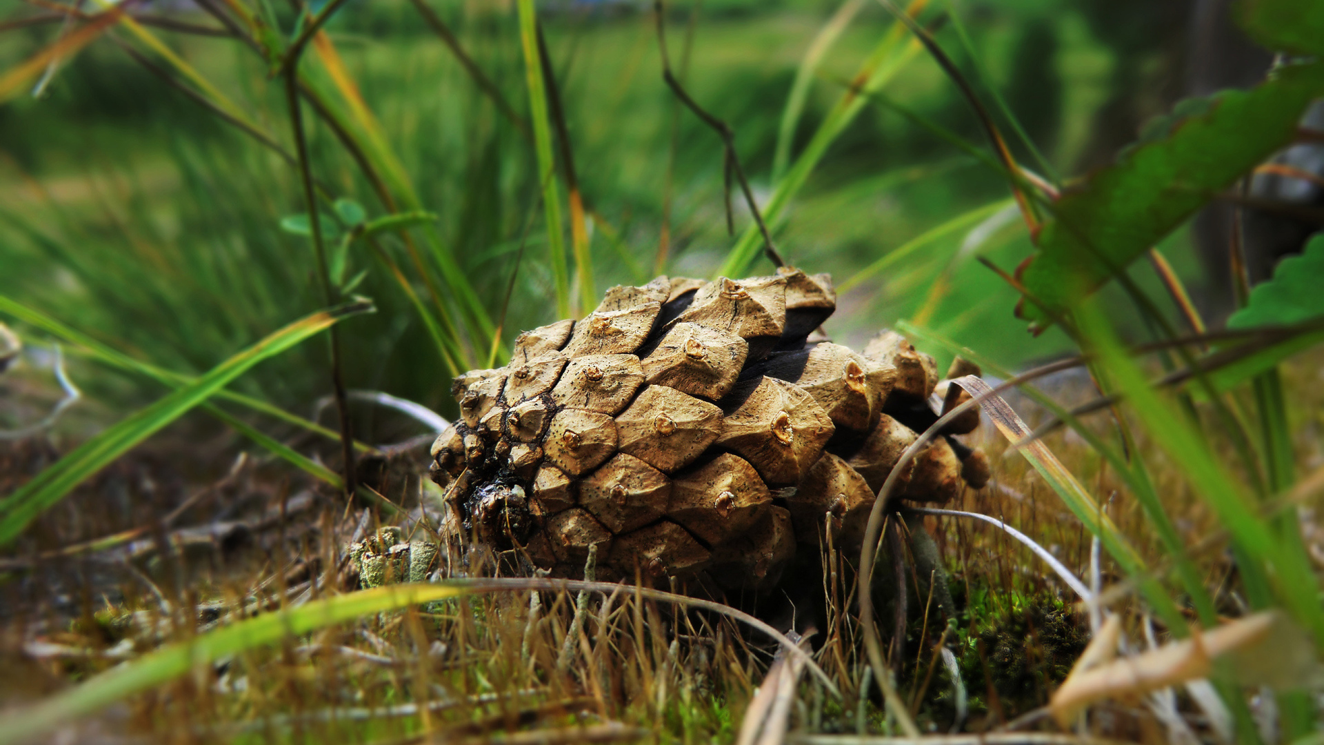 Упавшая шишка