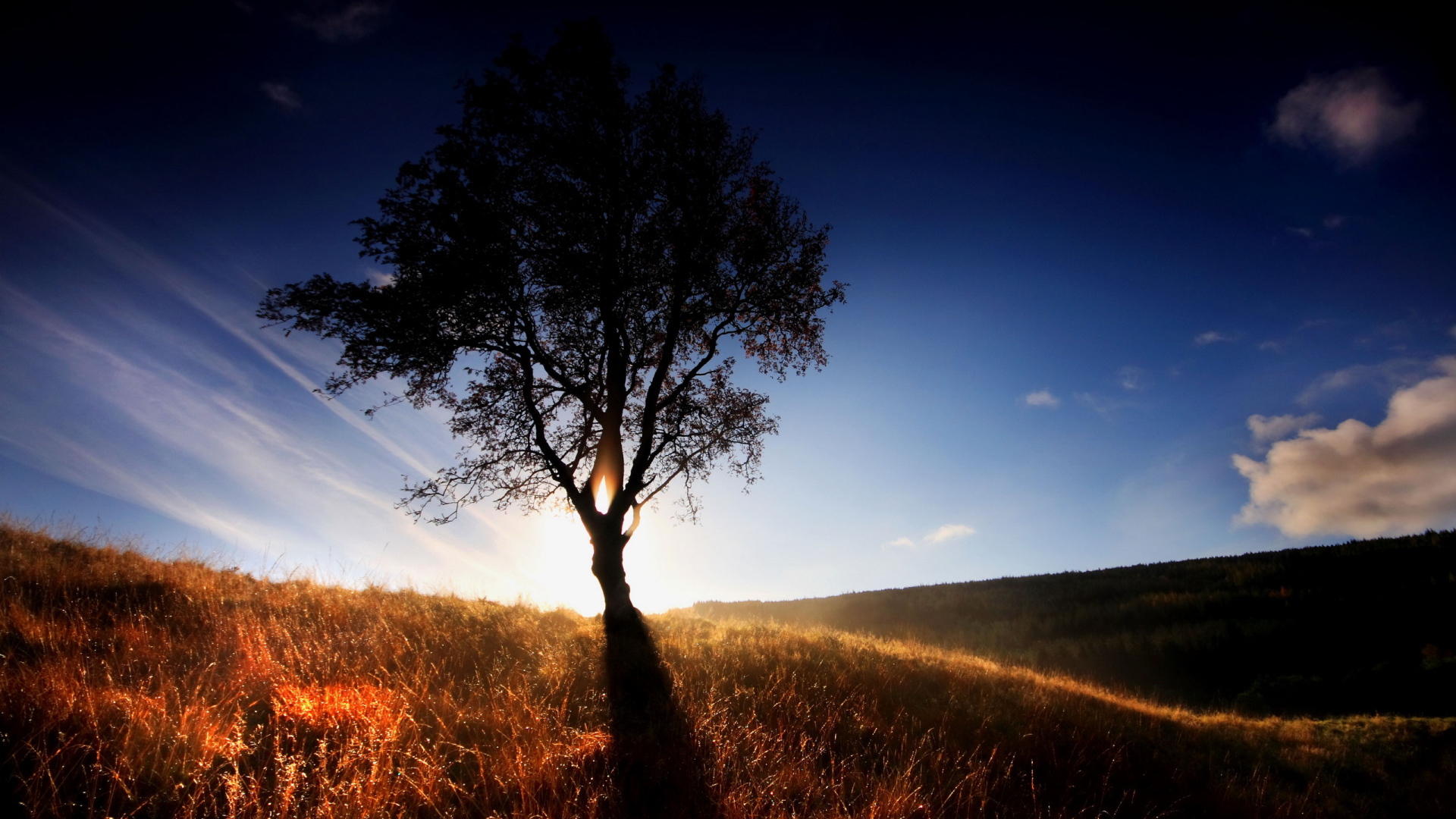 Одинокое дерево