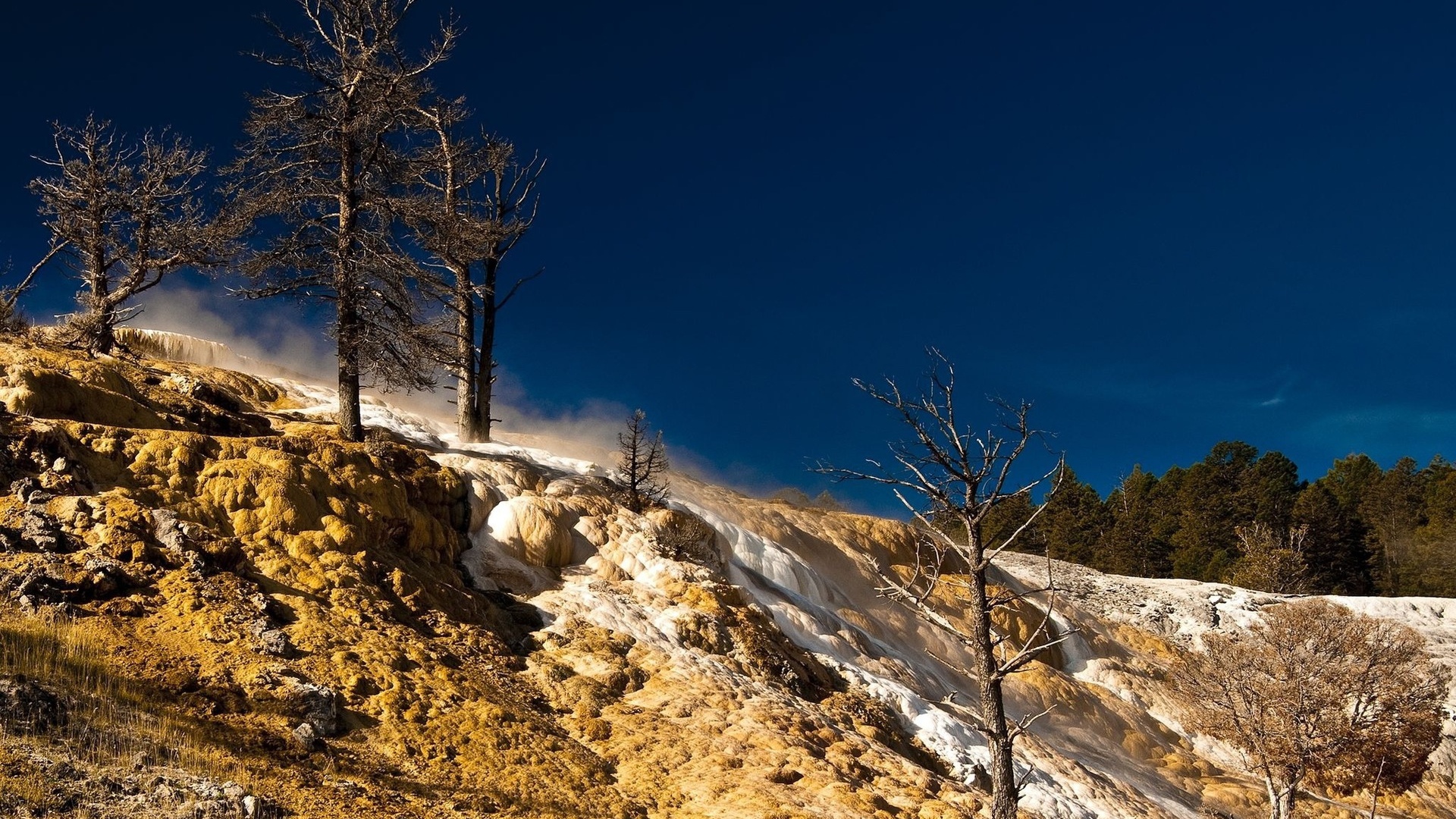 Сосны на возвышености