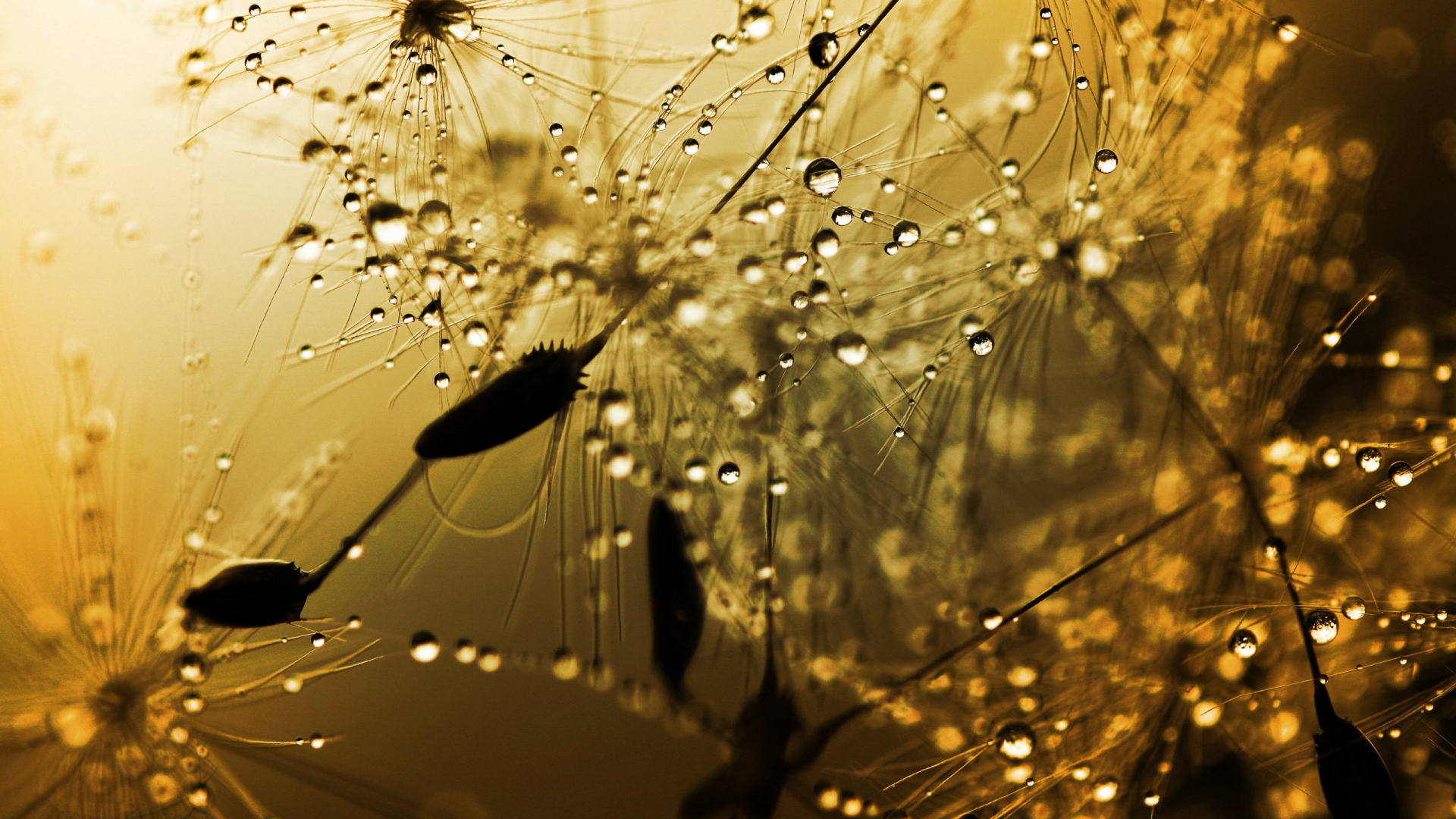 Бусинки дождя