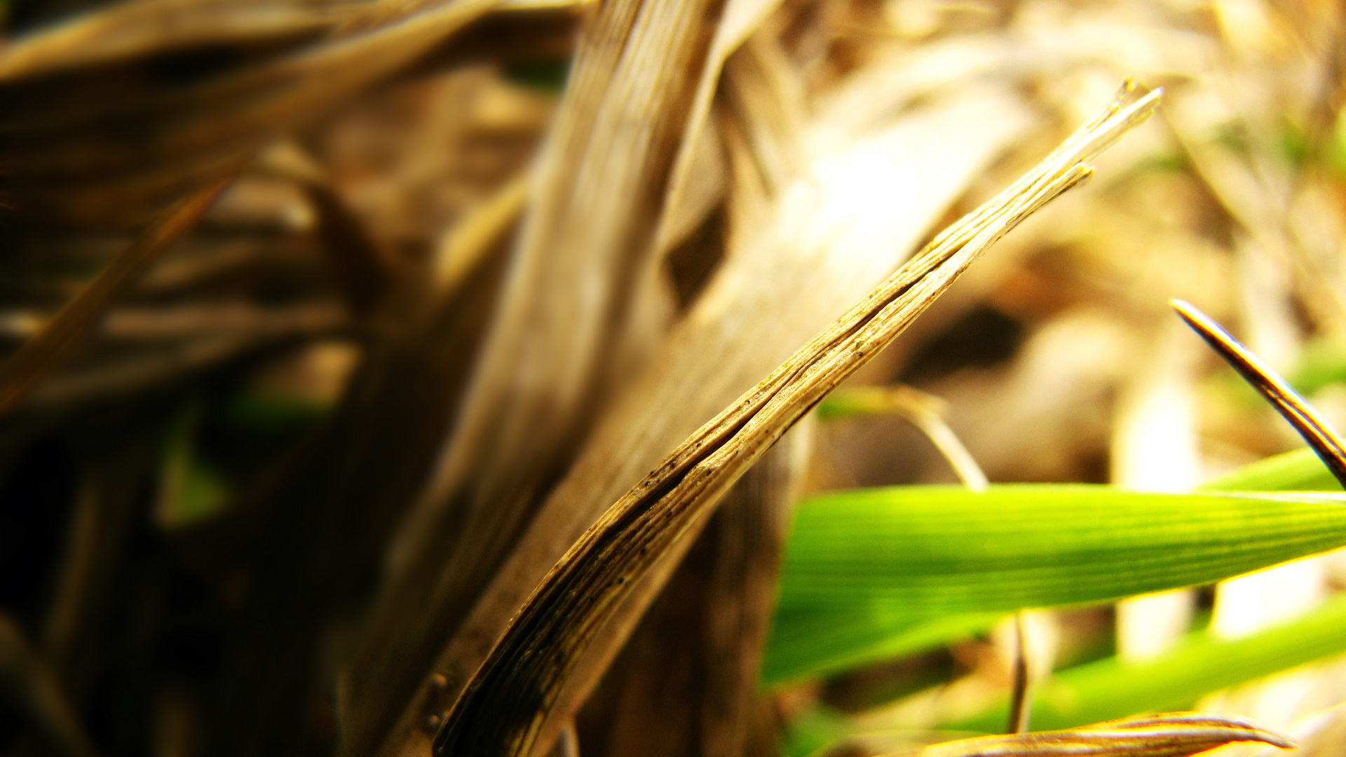 Сухие листья