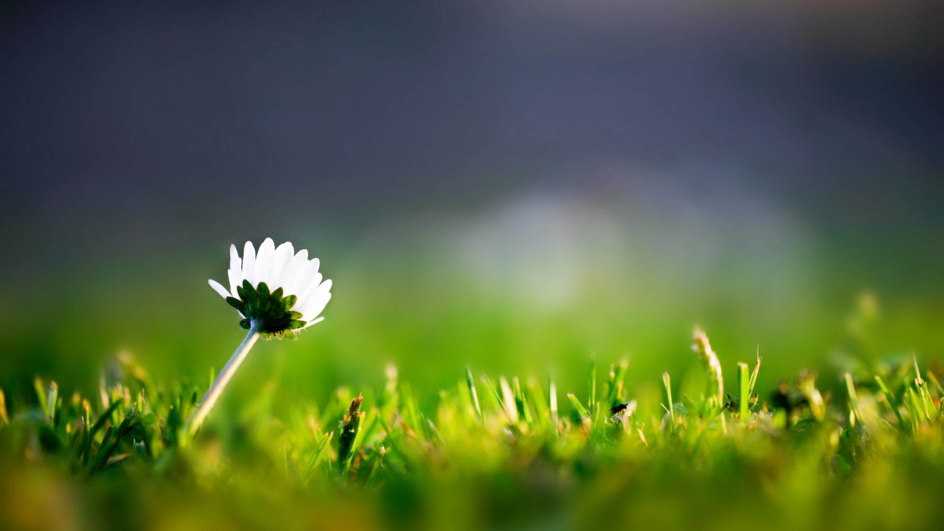 Трава и одинокий цветок