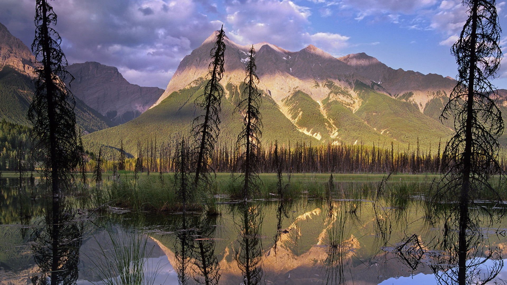 Болото в лесу