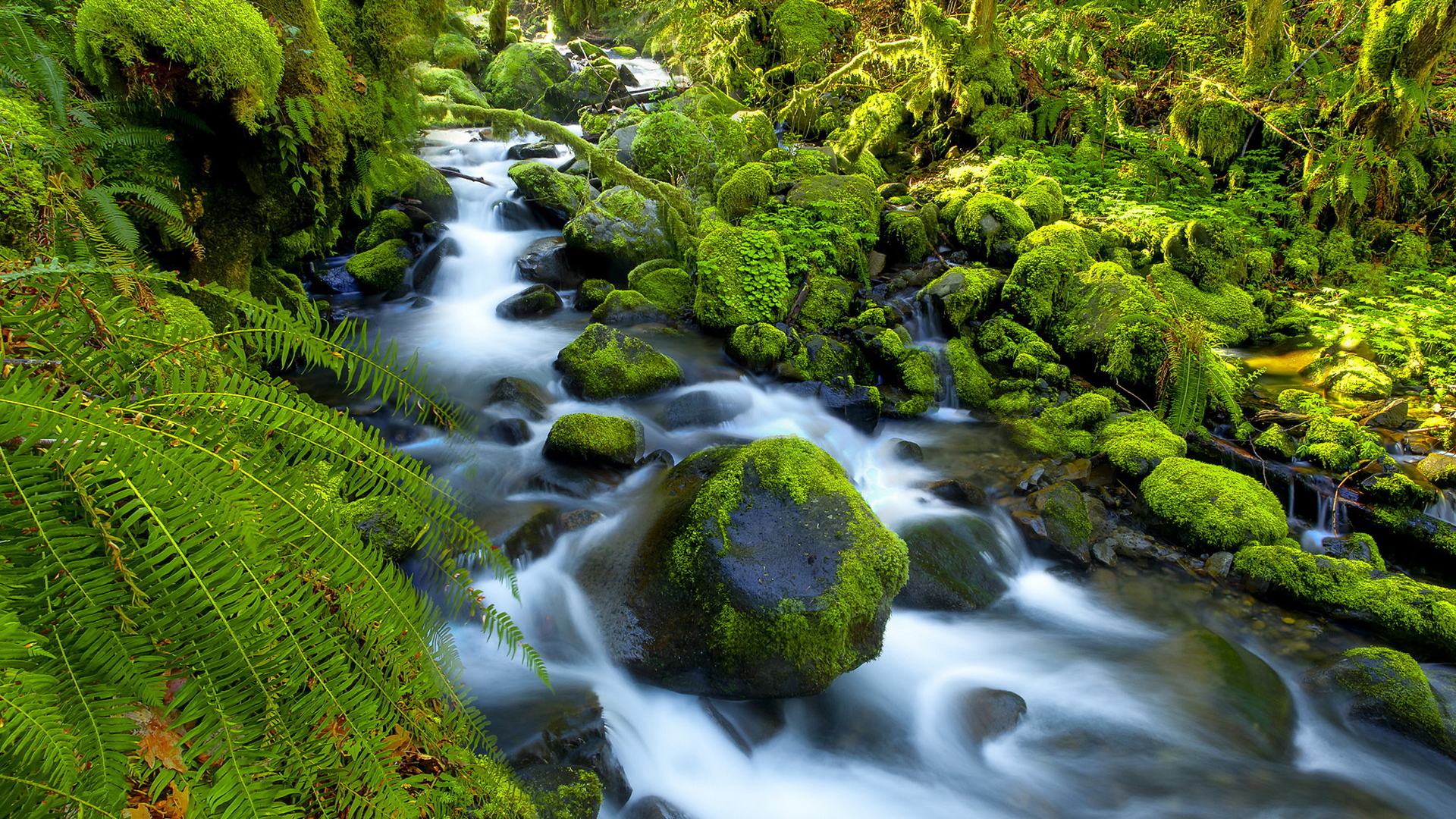 Река в джунглях