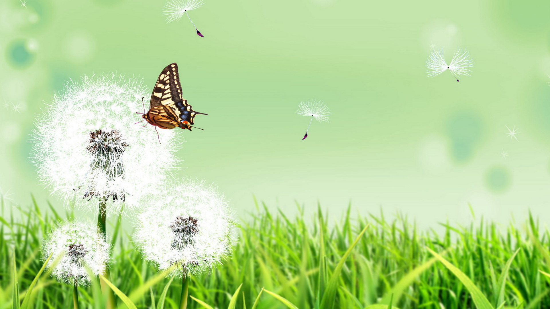Бабочка и одуванчики
