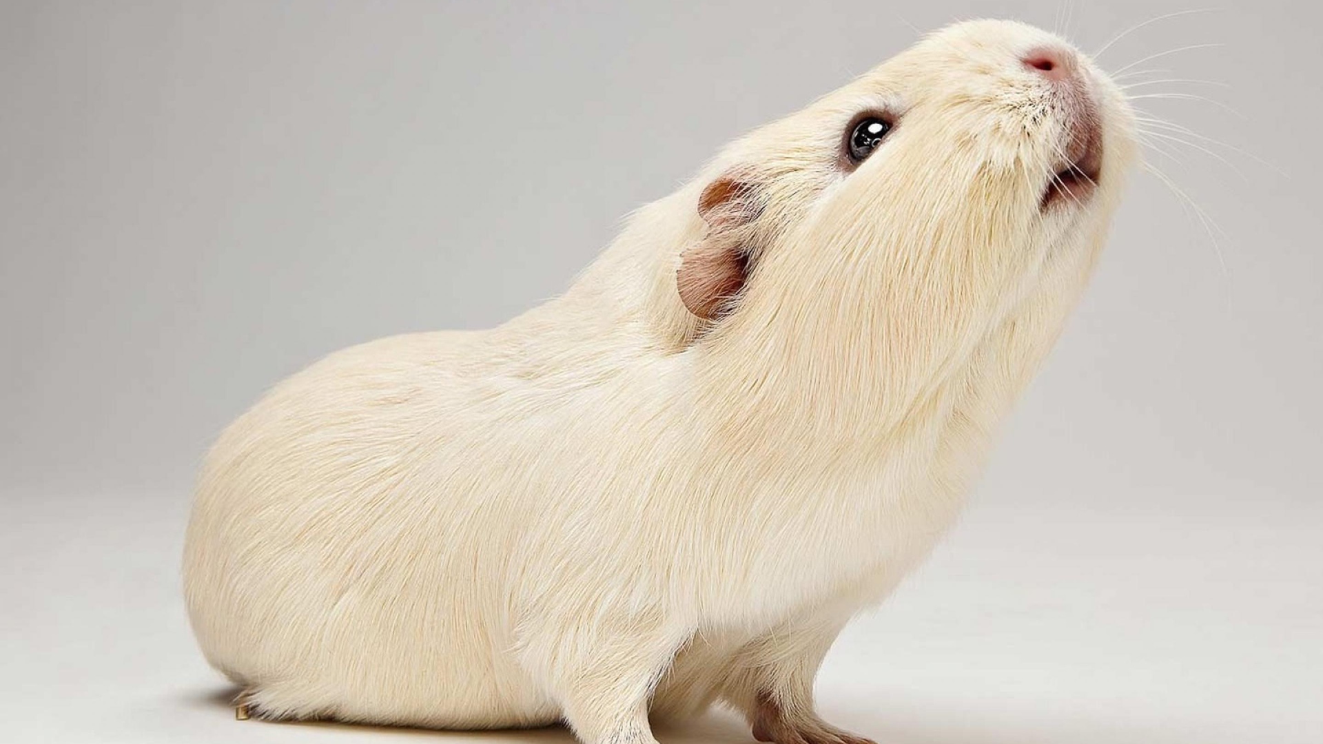 Белая морская свинка