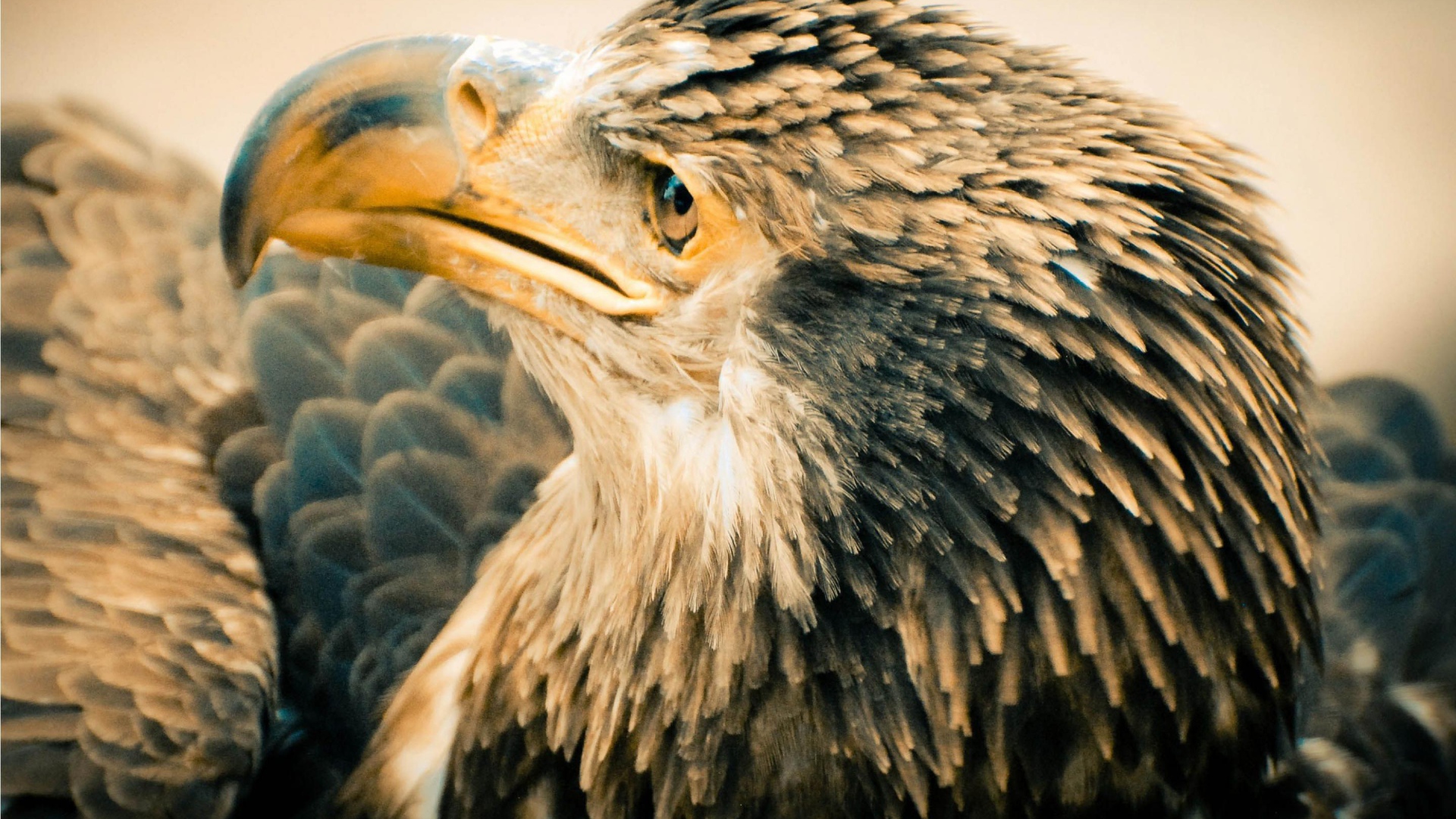 Старый орлан