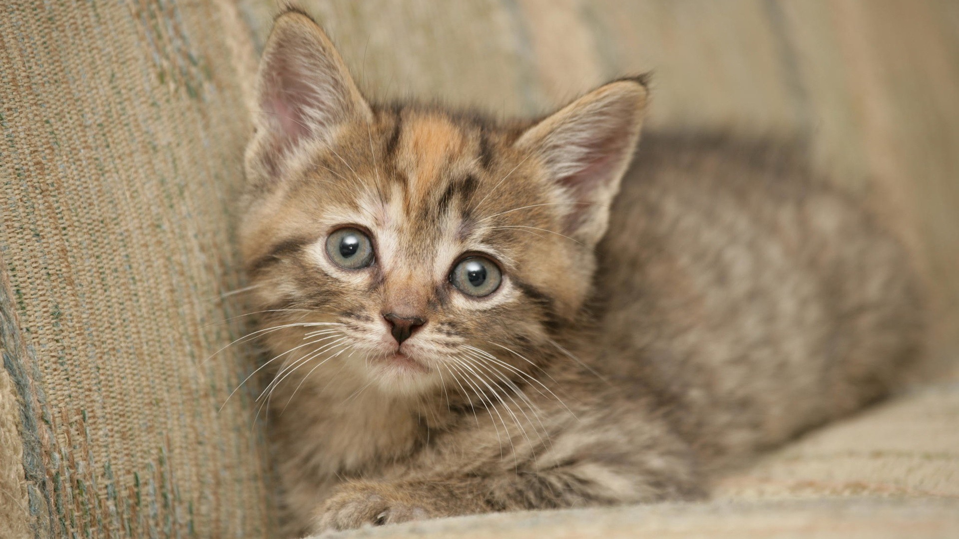 Котик на диване