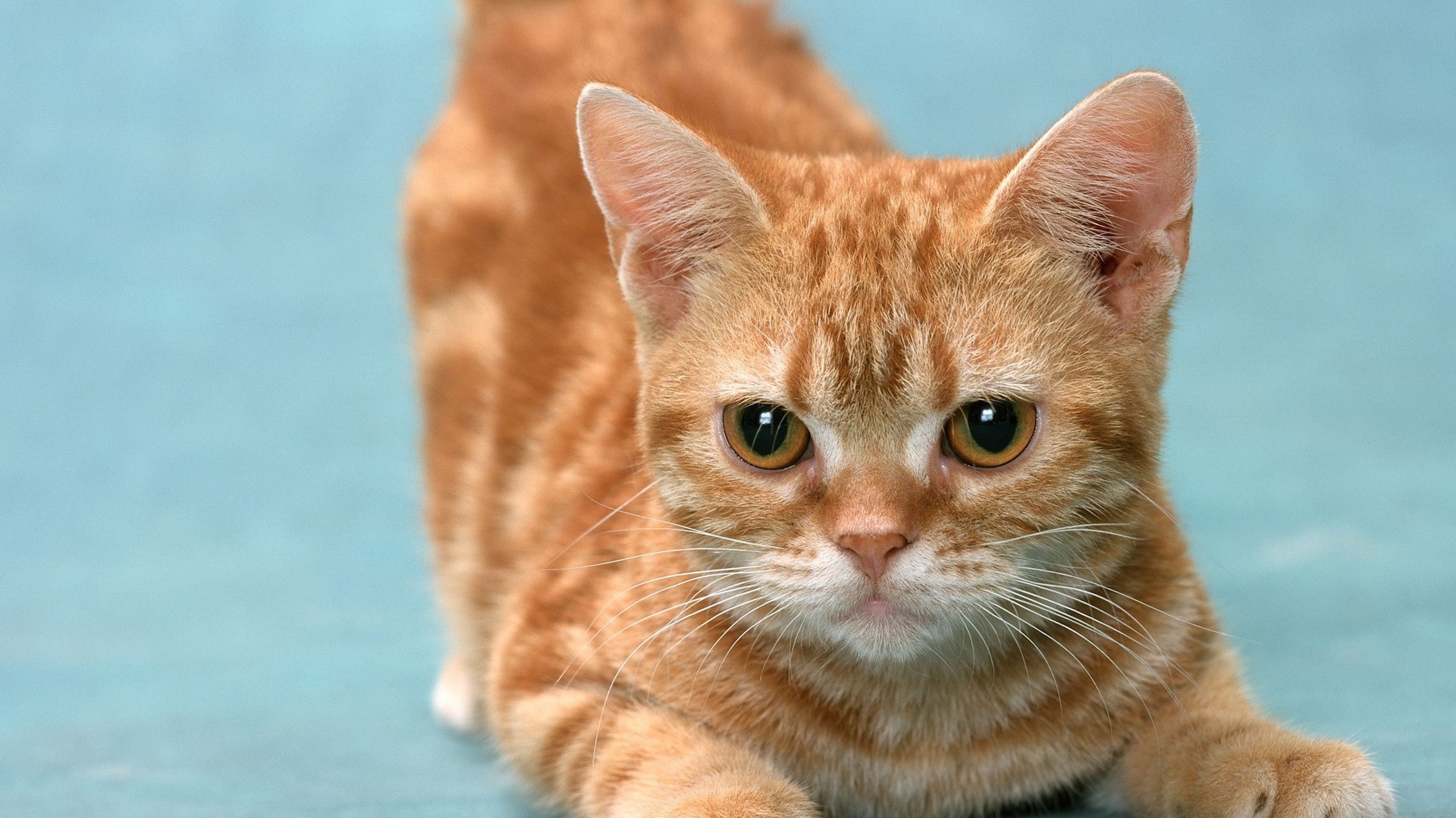 Рыжий котенок в игре 