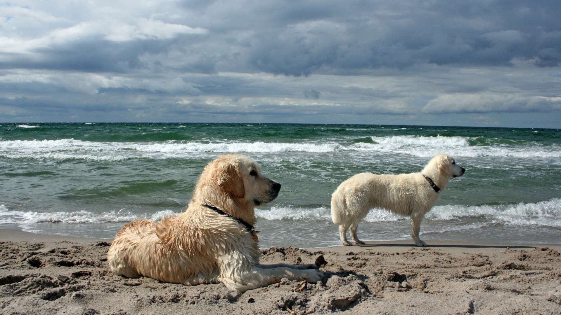 Собаки у моря