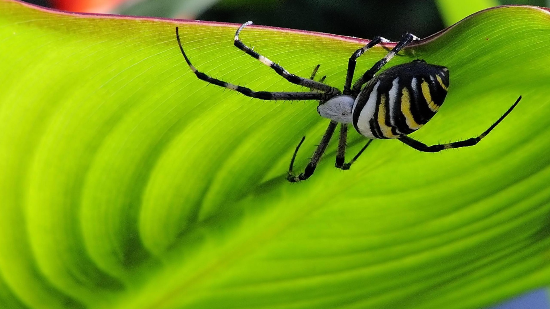 Паук на листке