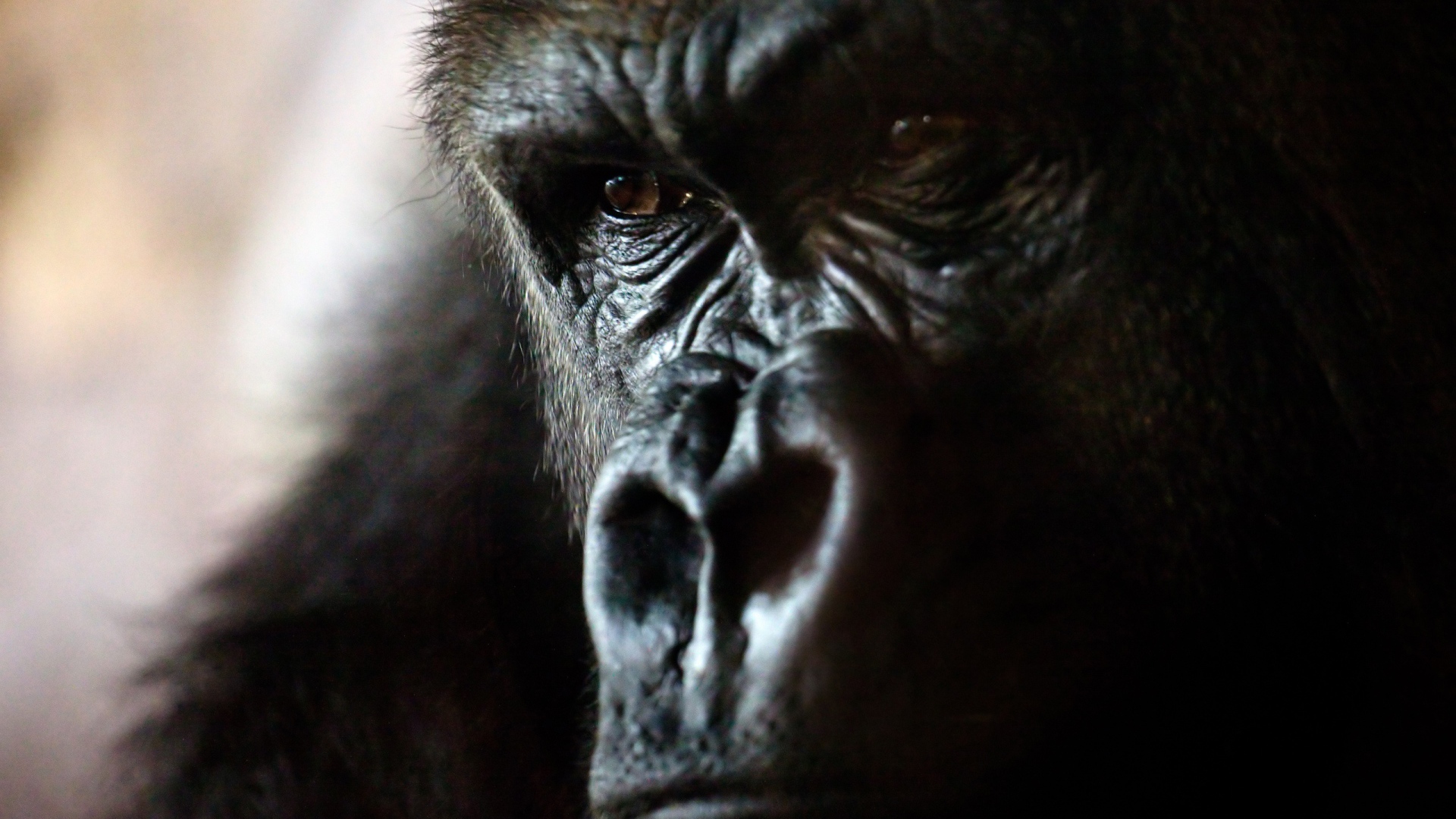 Злая горилла