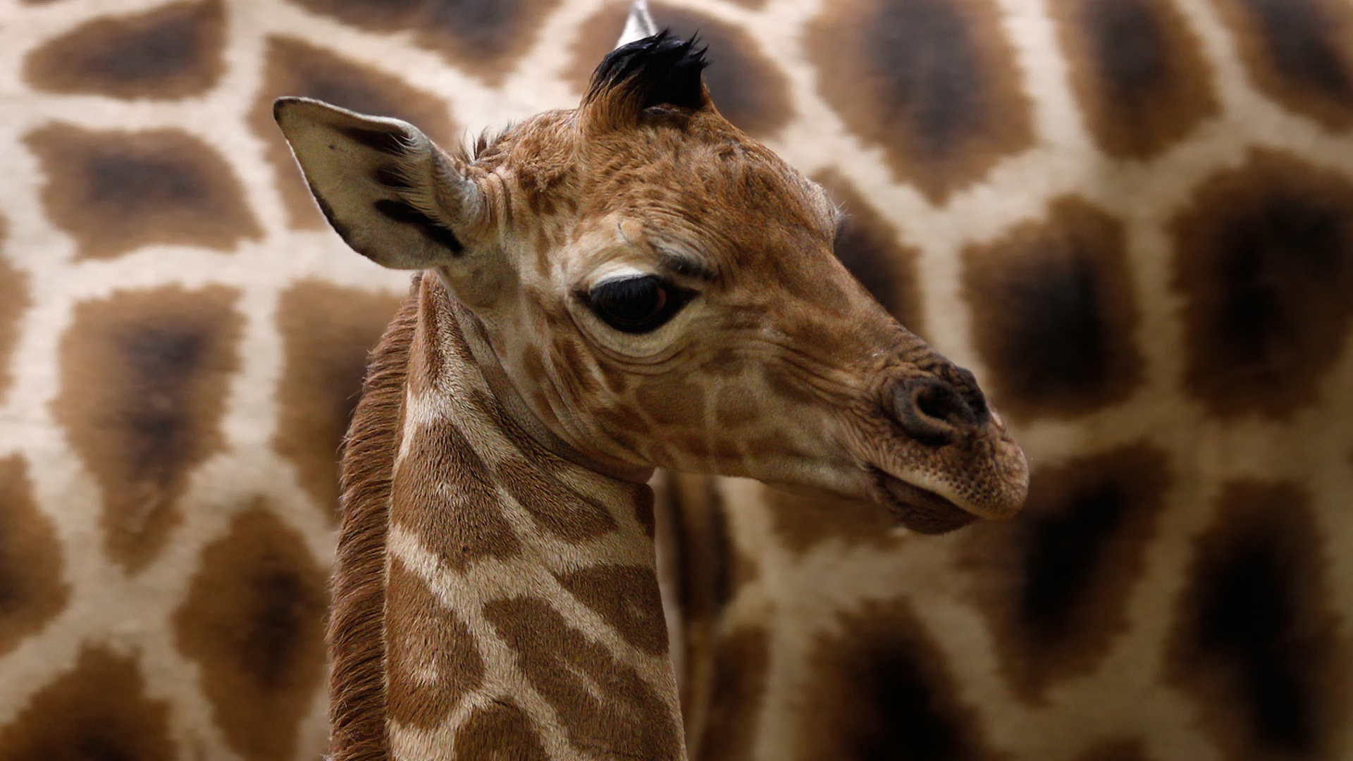 Детеныш жирафа