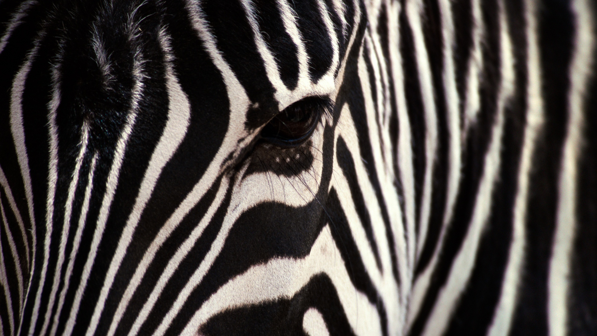 Взгляд зебры