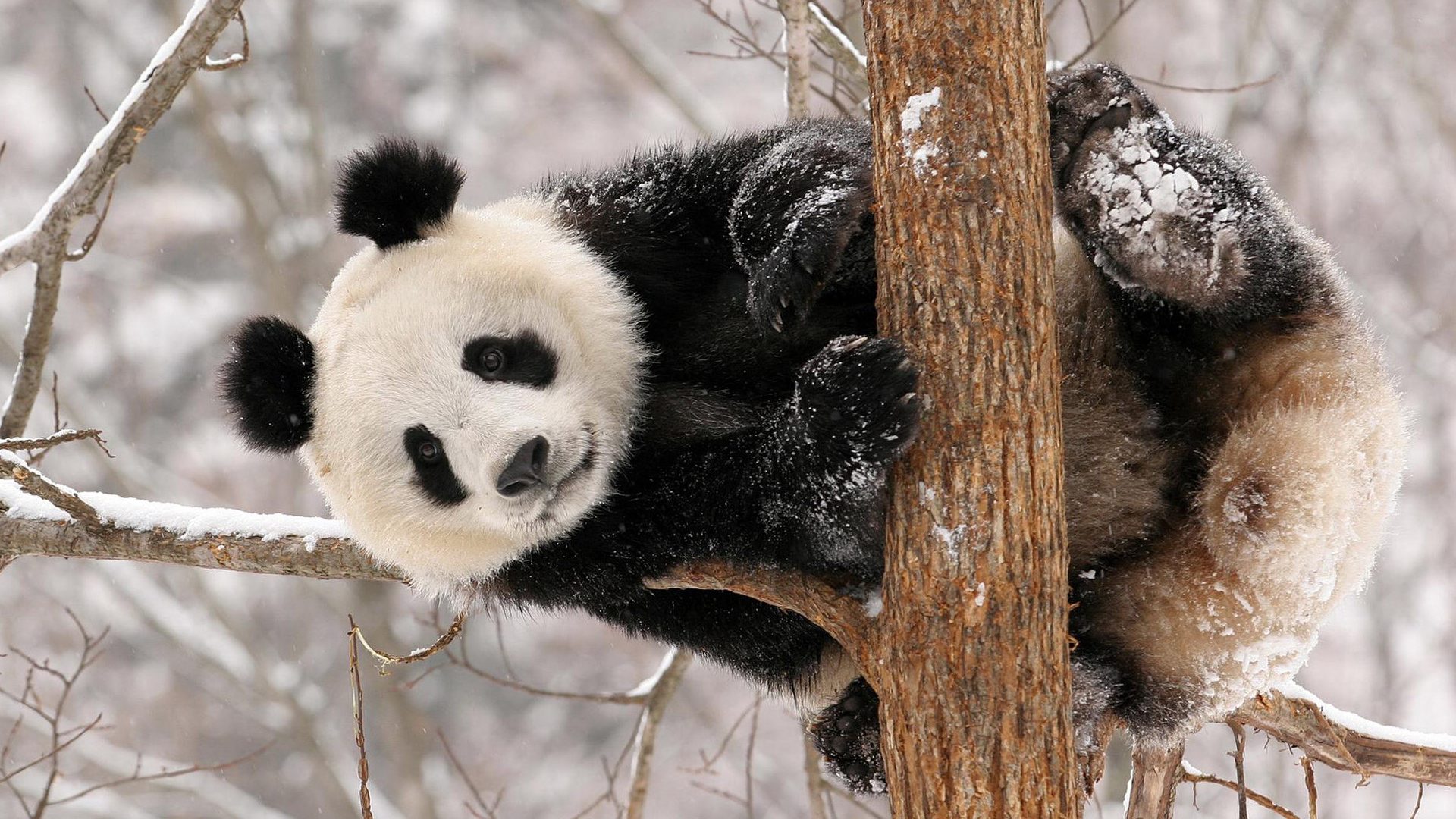 Панда на дереве