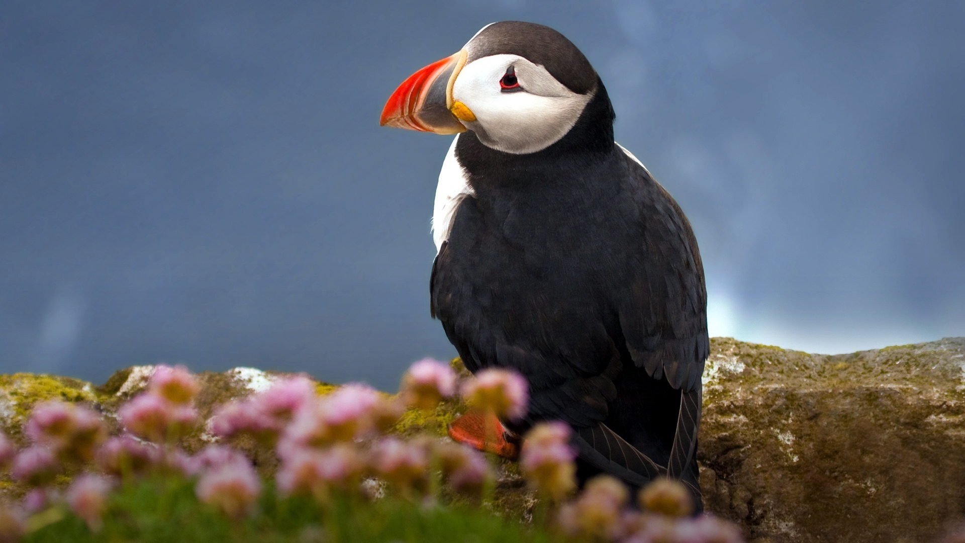 Атлантический тупик