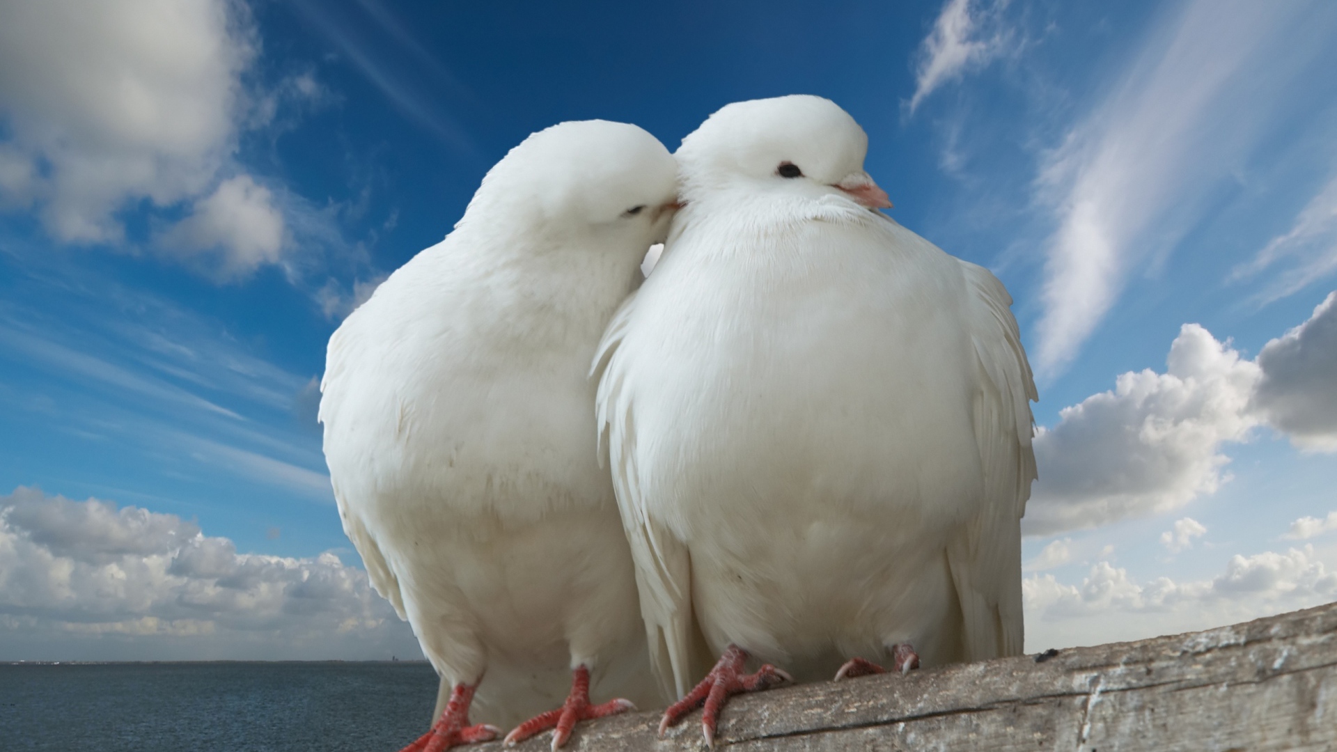 Голубь и голубка