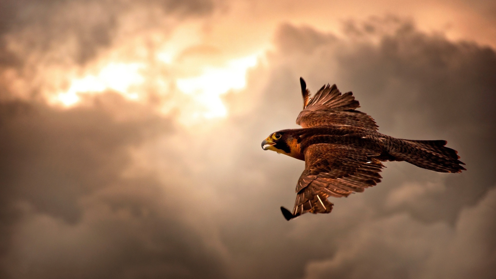 Ястреб в полете