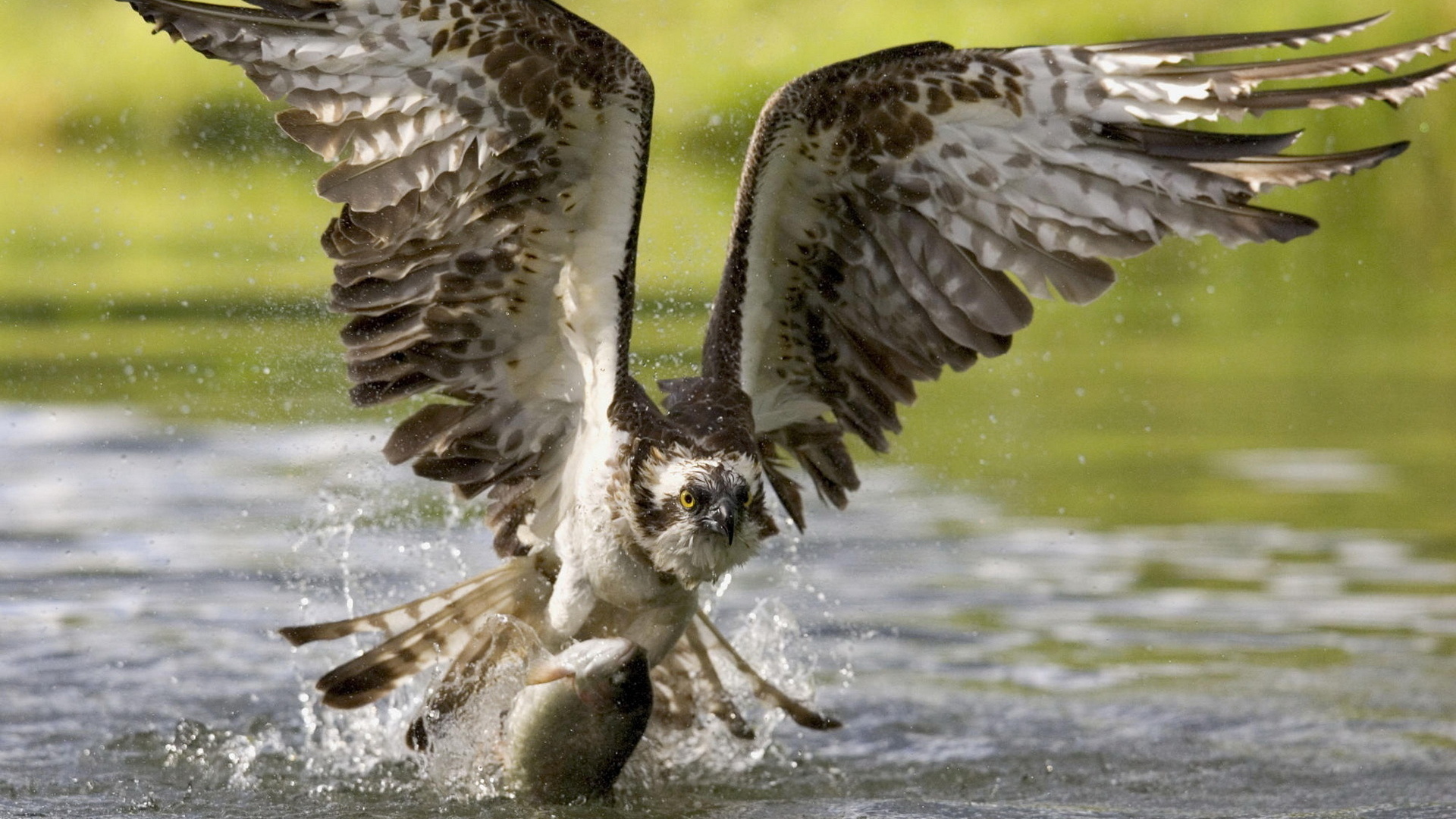 Коршун на охоте