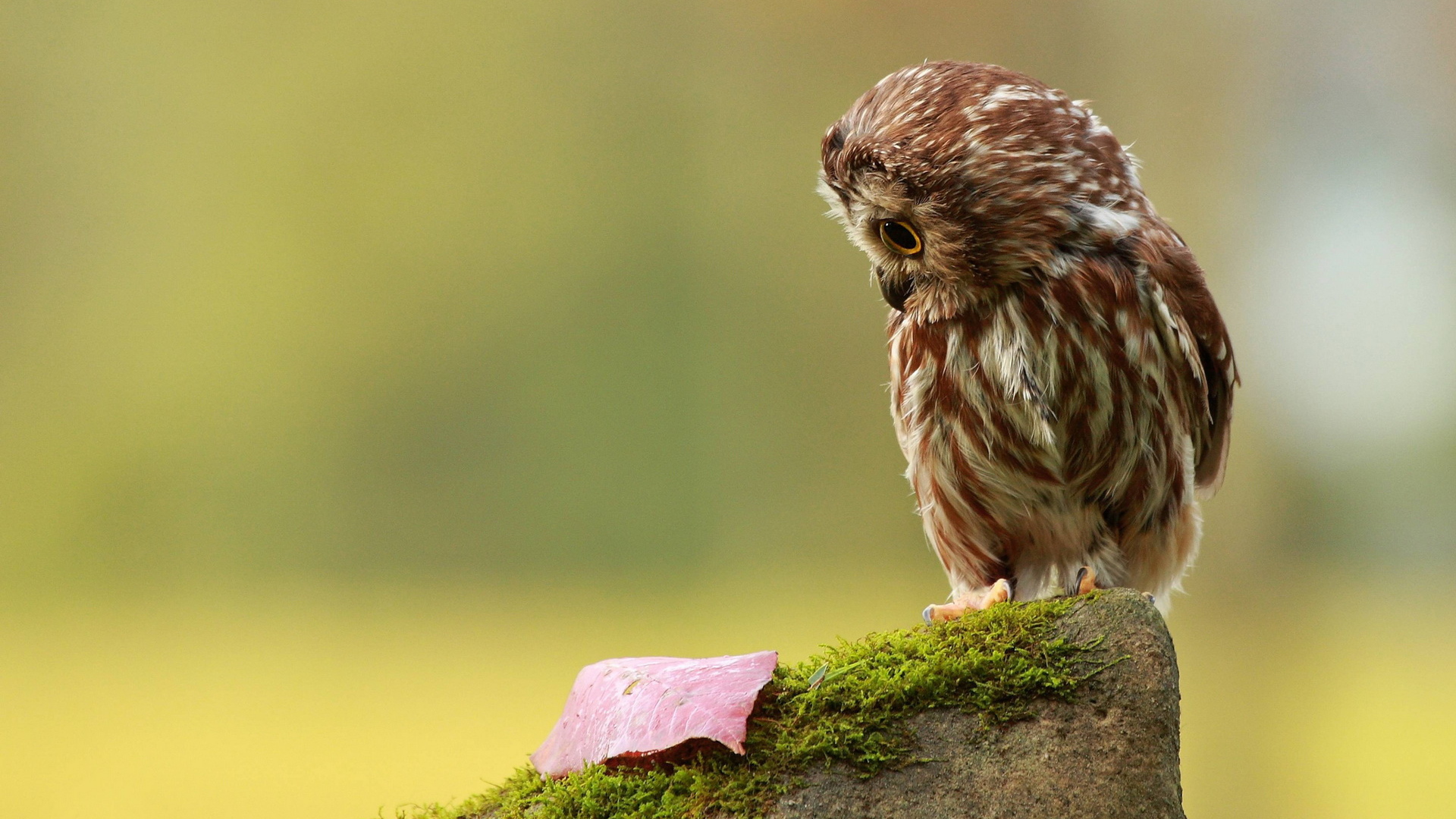 Совенок на пеньке