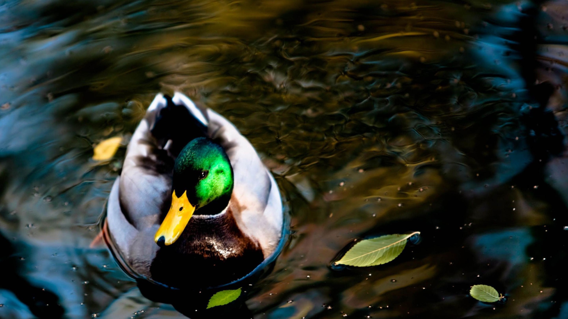 Дикая утка на озере