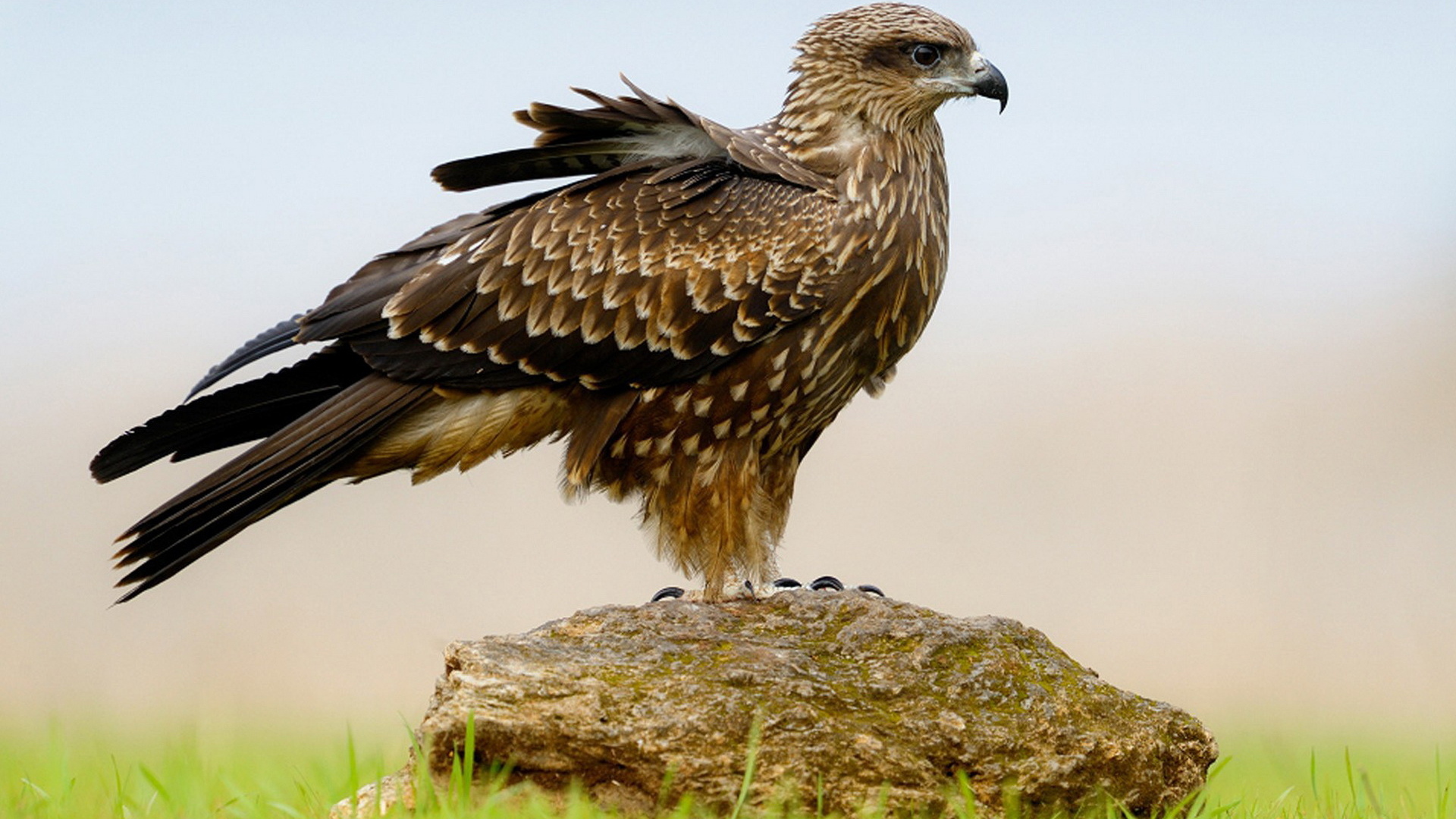 Пернатый хищник