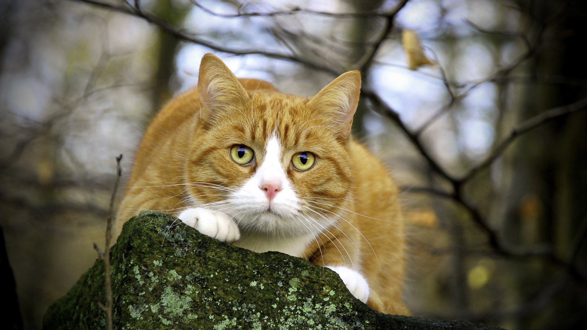 Пушистый кот