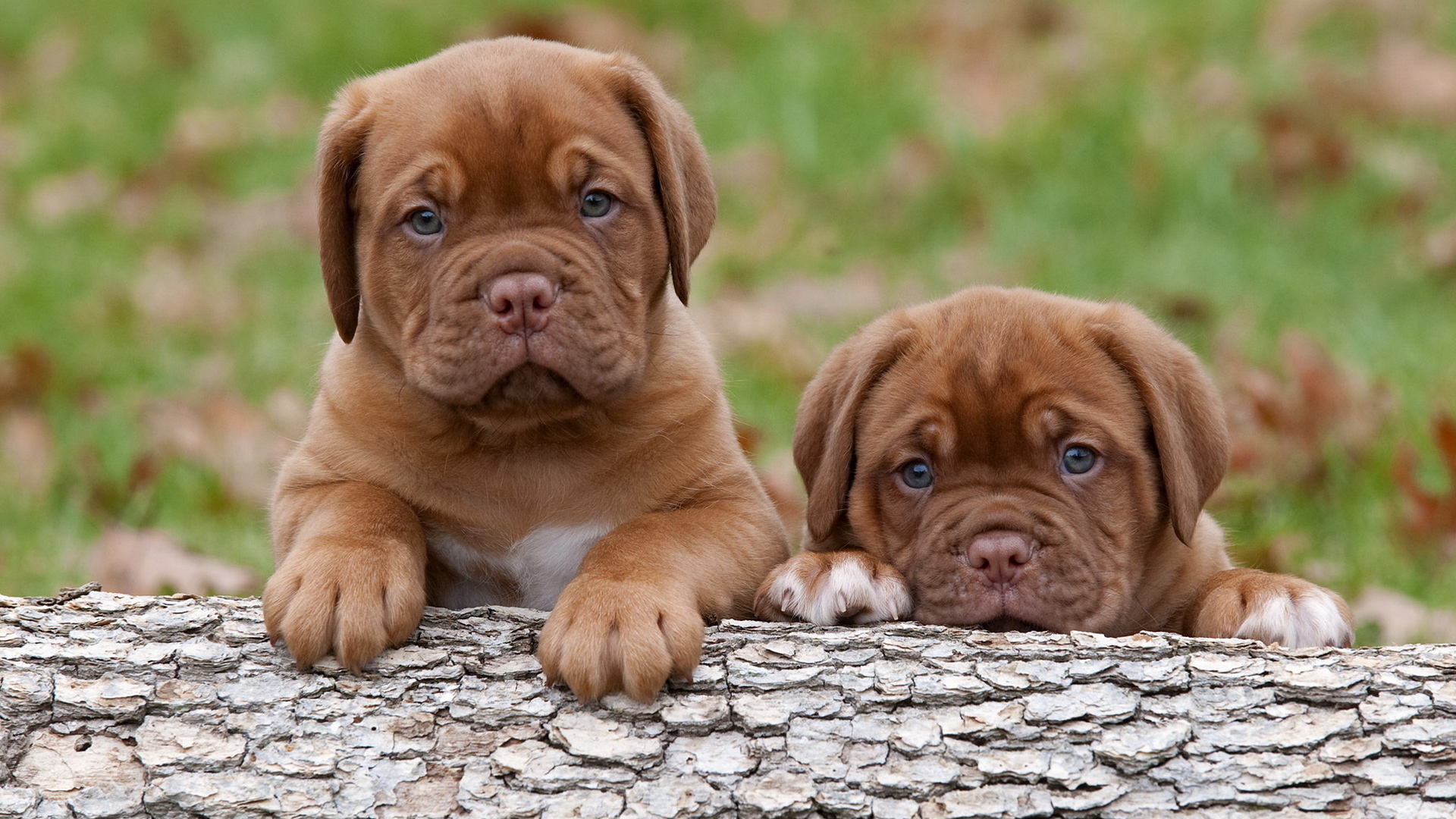 Щенки Бордосского дога