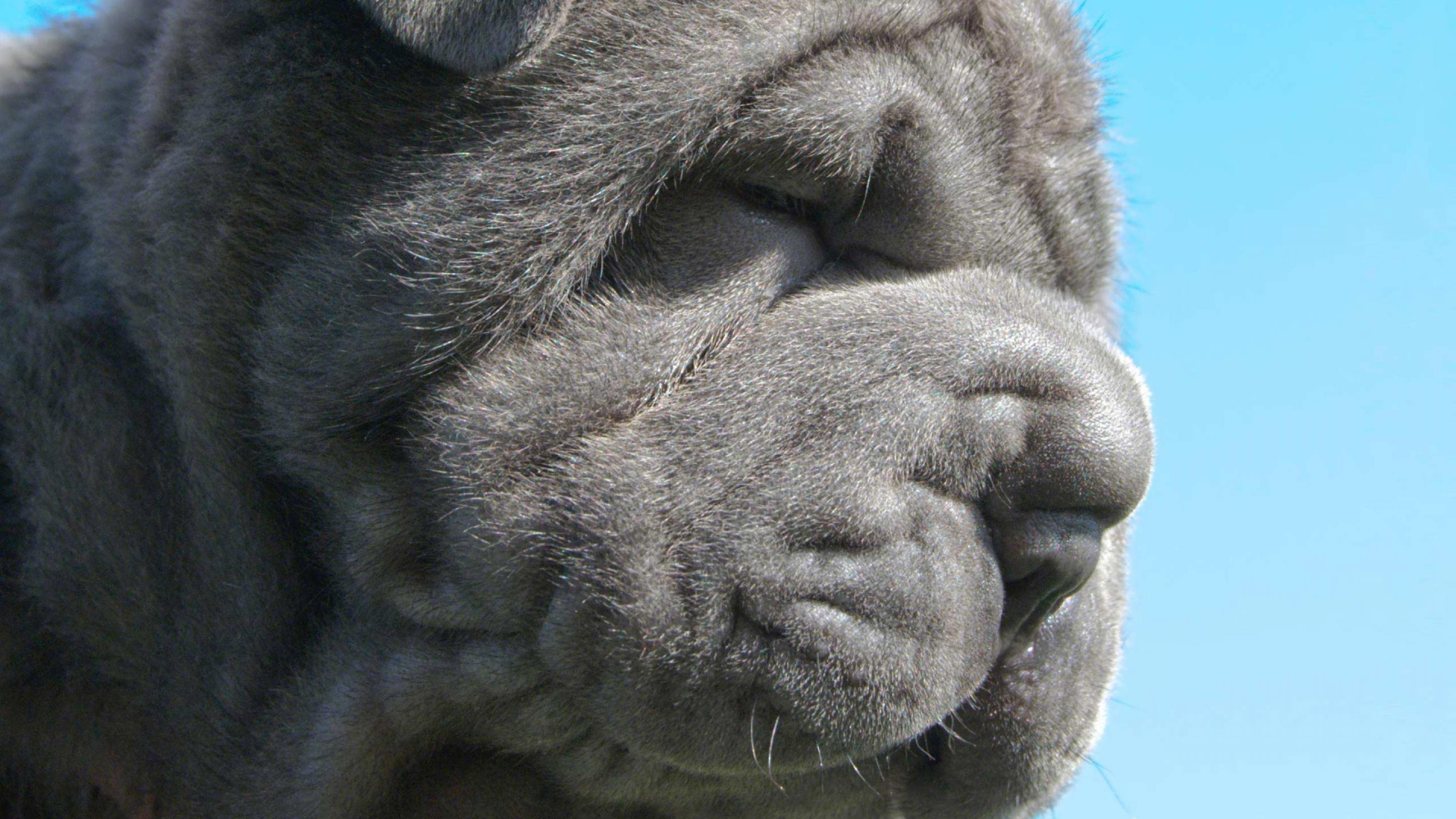 Неаполитанский мастиф