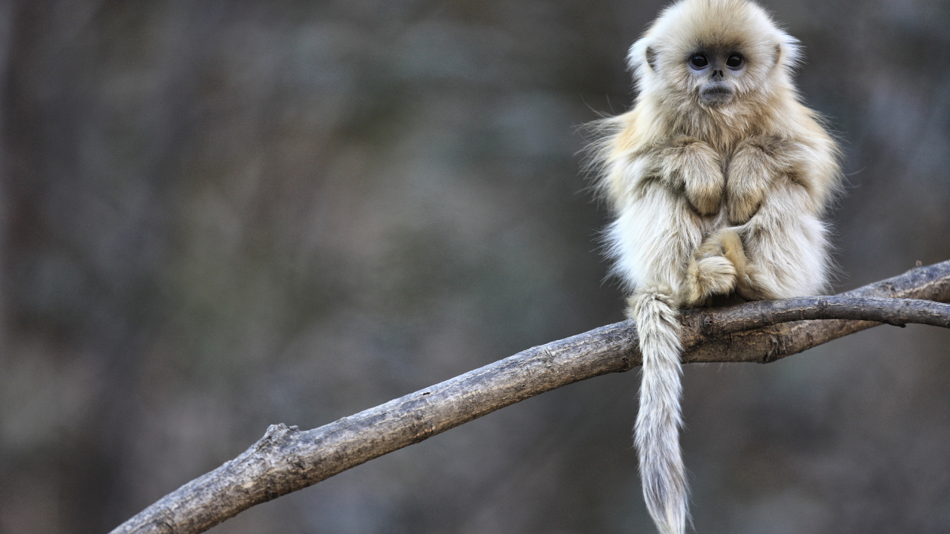 Маленькая обезьянка