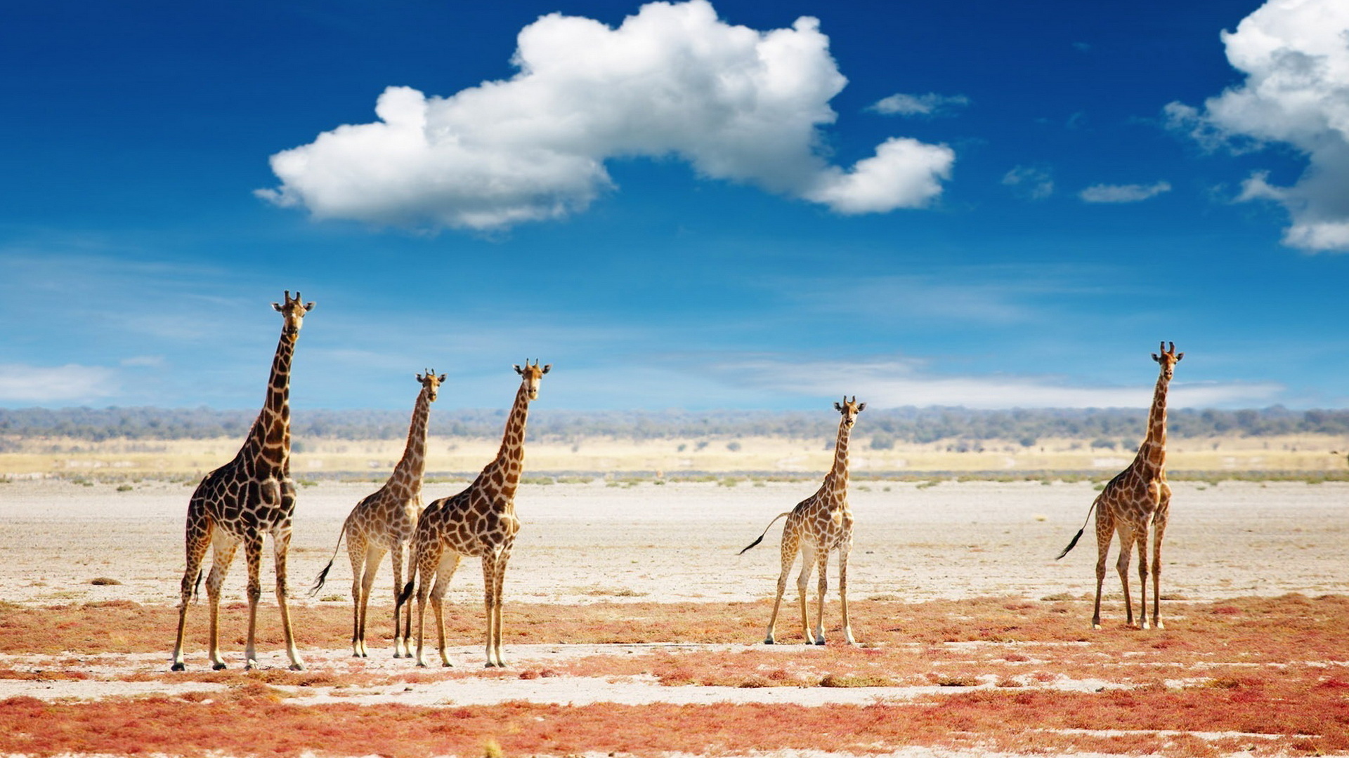 Жирафы в саванне