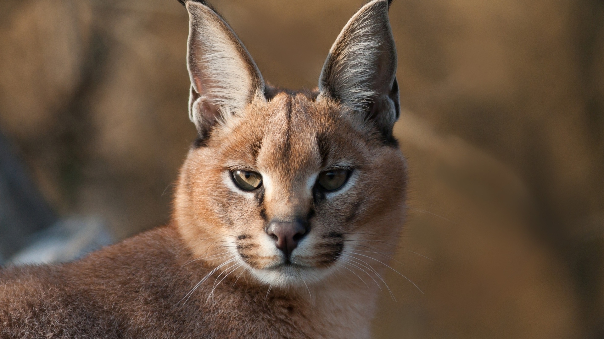 Дикий каракал