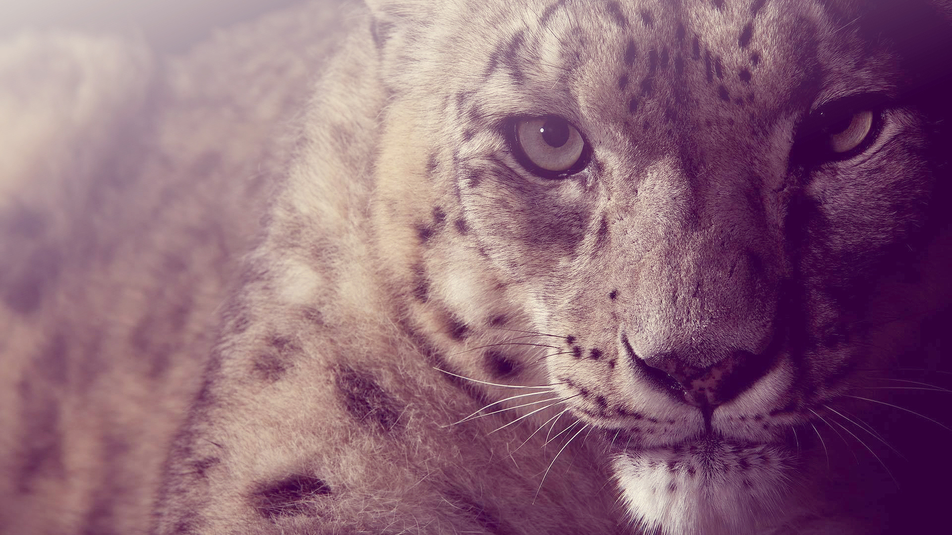 Взгляд снежного барса