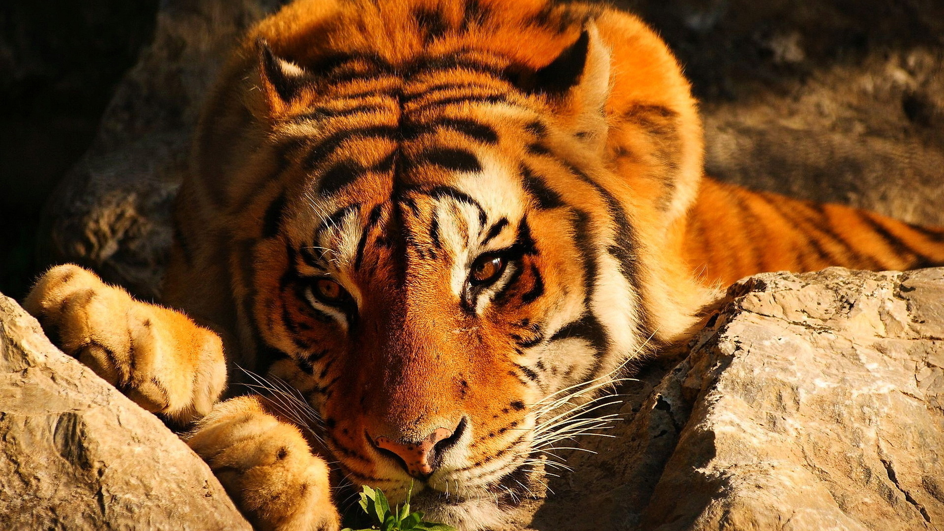 Тигр среди камней