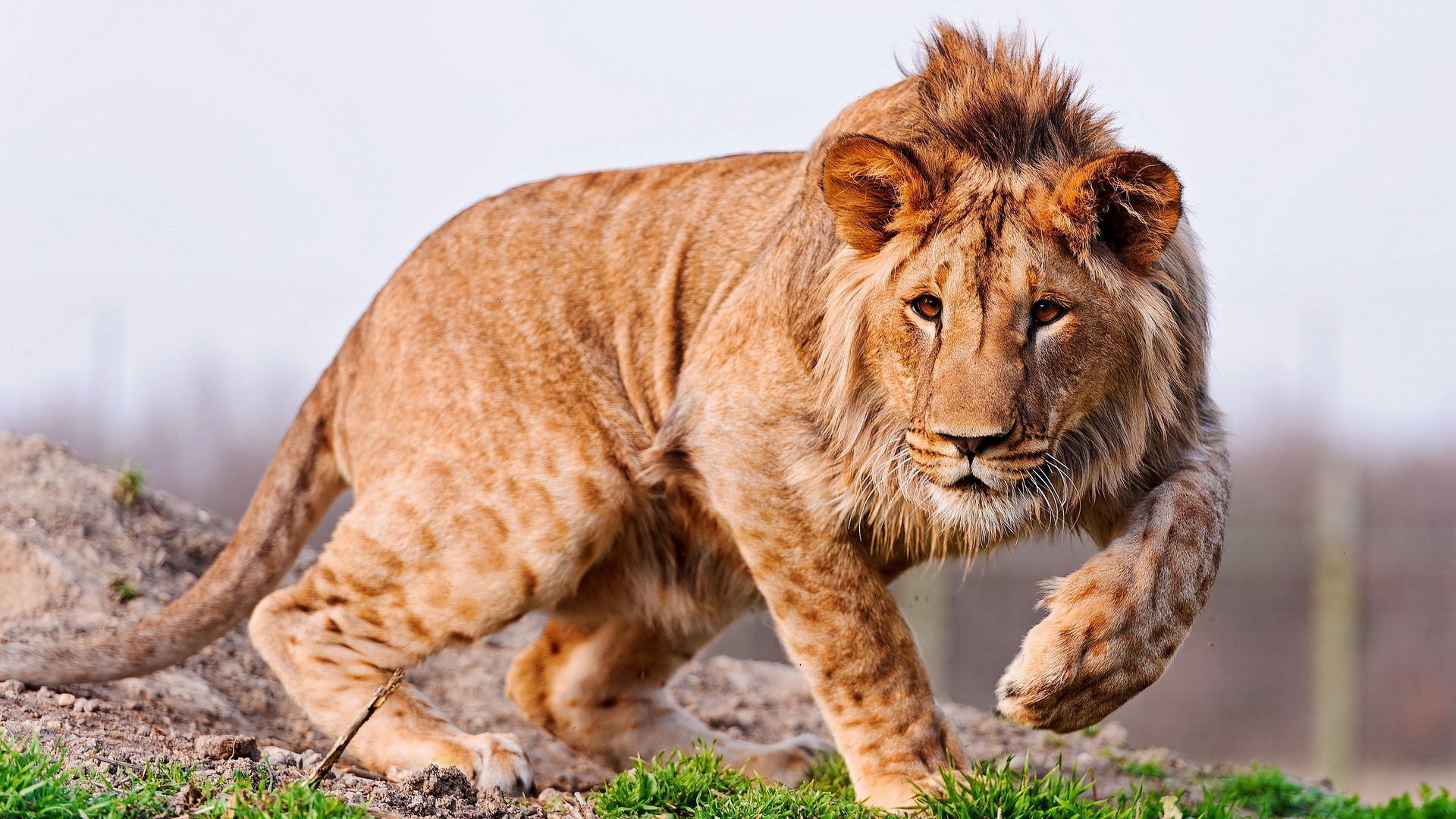 Молодой лев