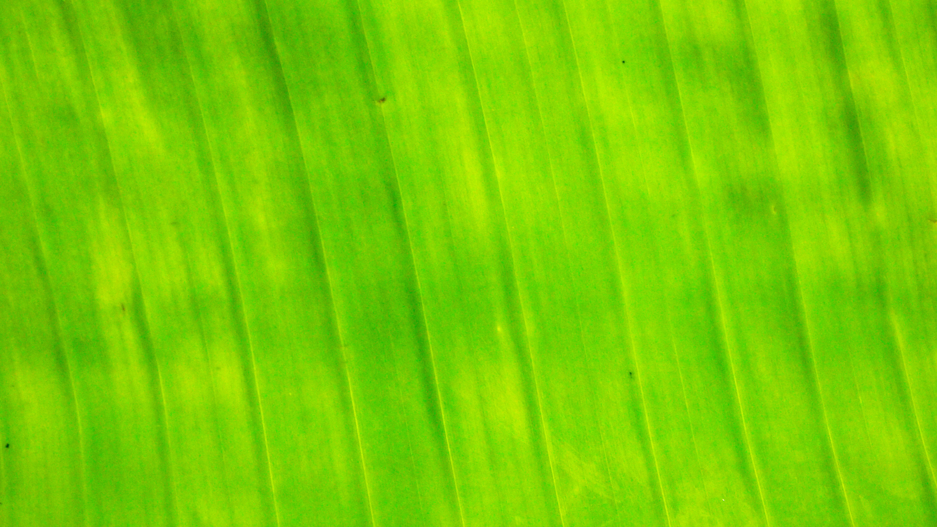 Банановый лист