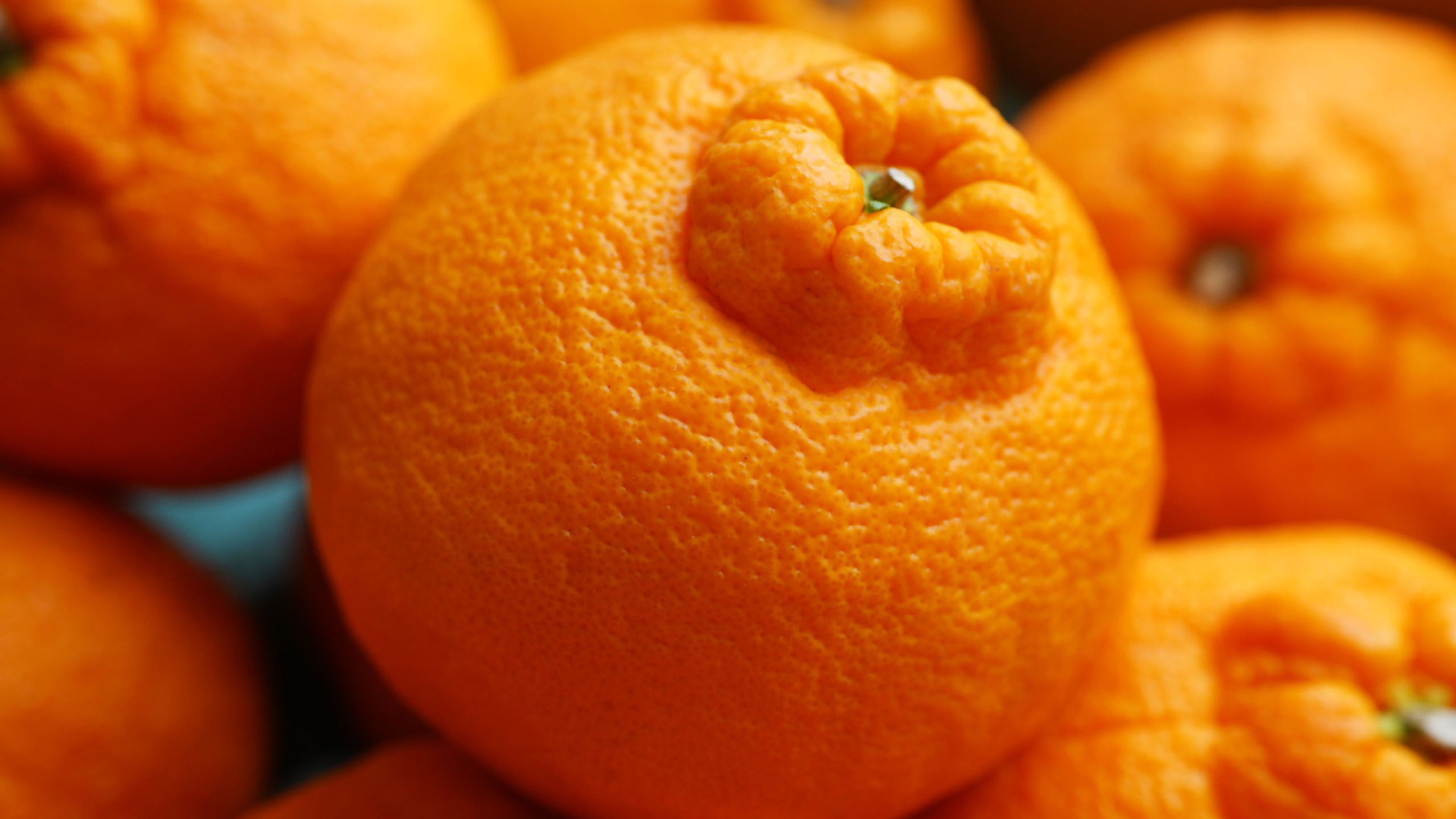 Россыпь мандаринов