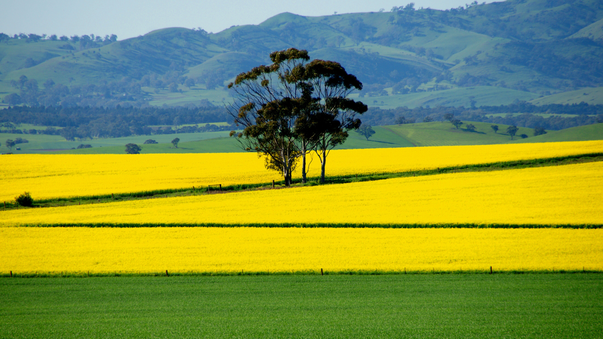 Ярко желтое поле