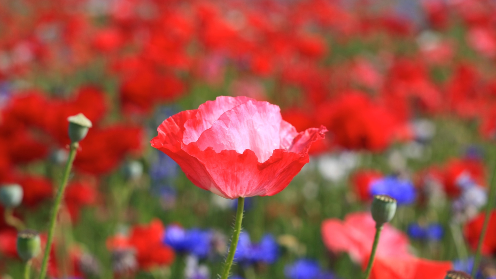 Бутон красного мака