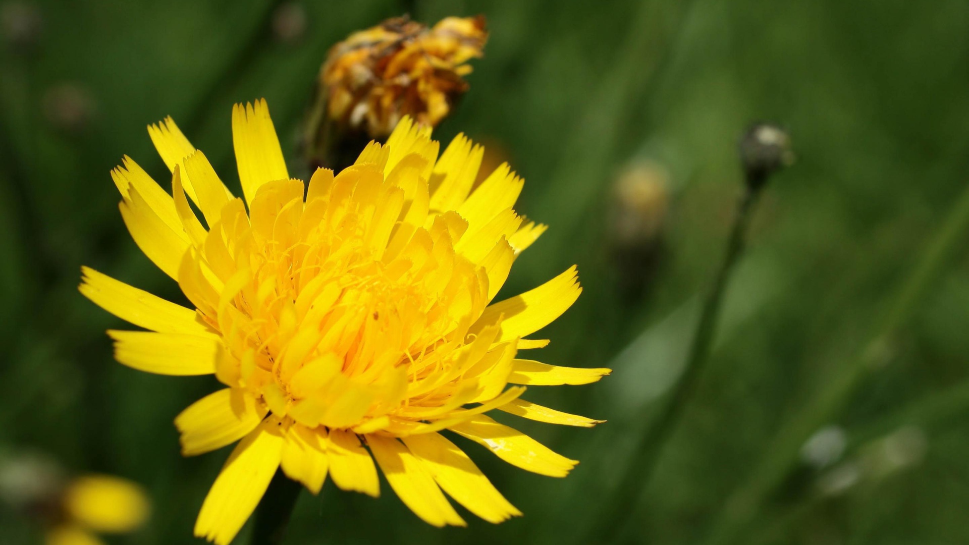 Золотой одуванчик