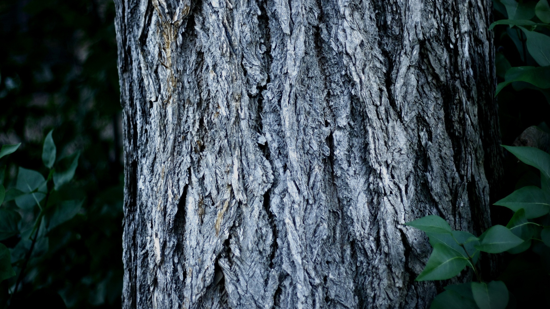 Ствол дерева