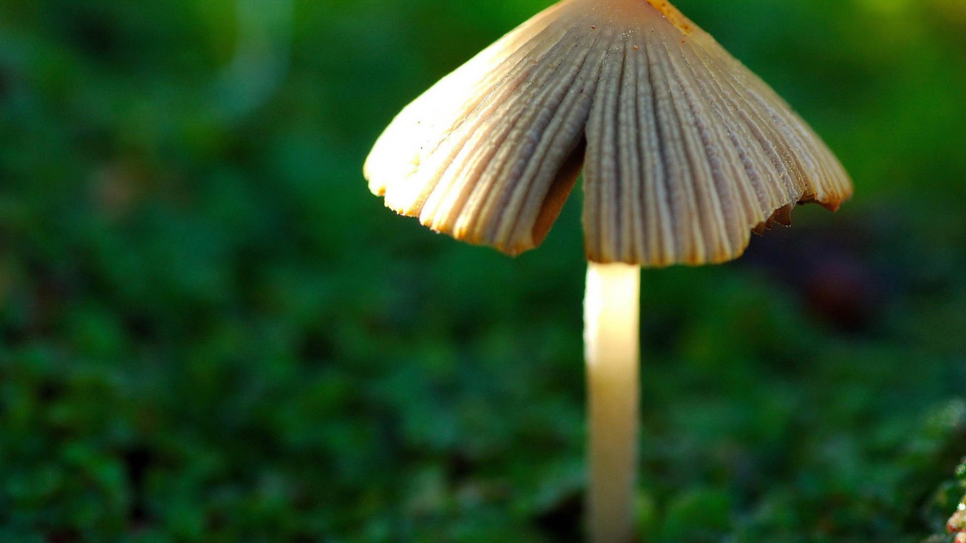 Гриб в лесу