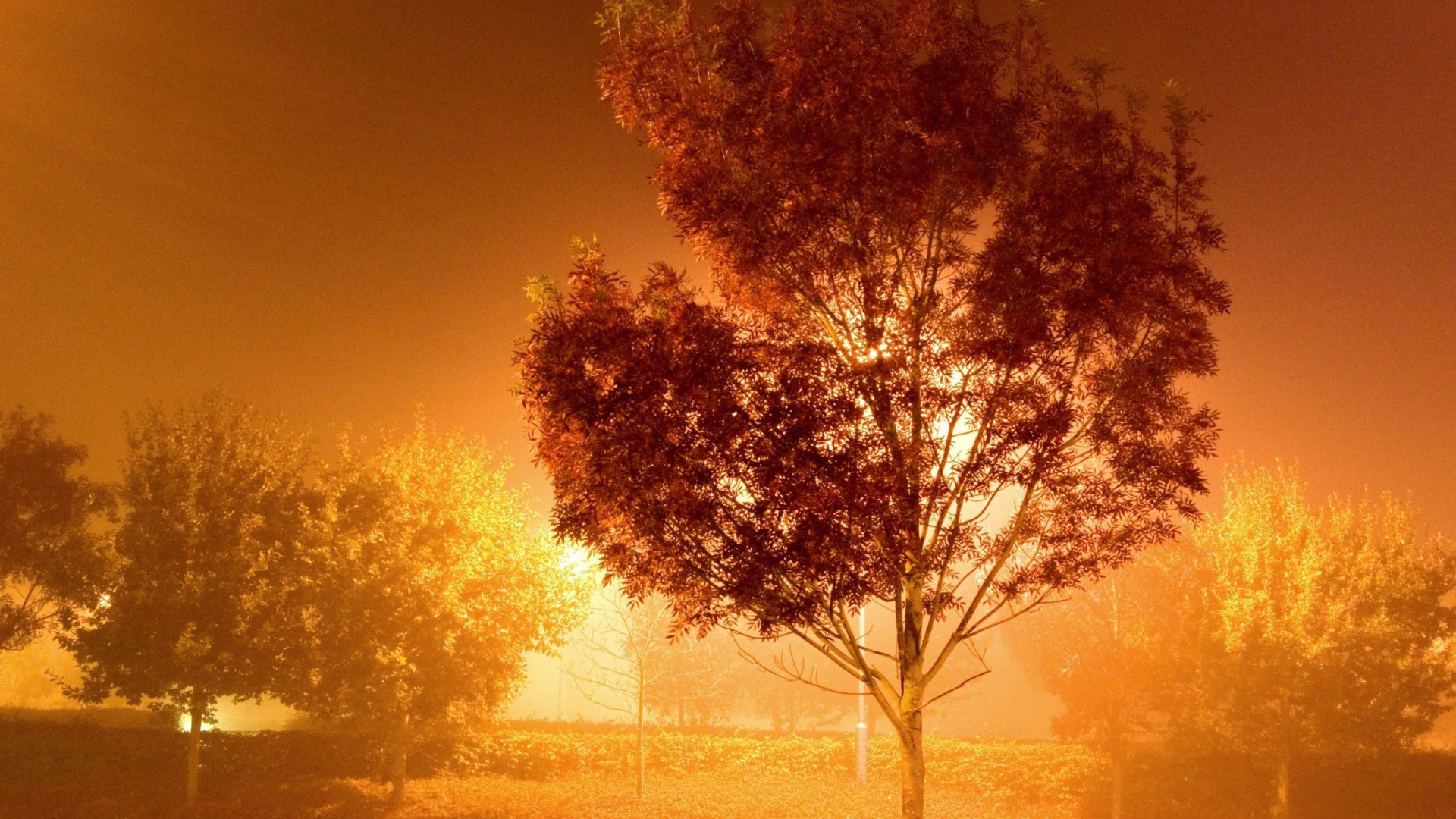 Дерево у фонаря