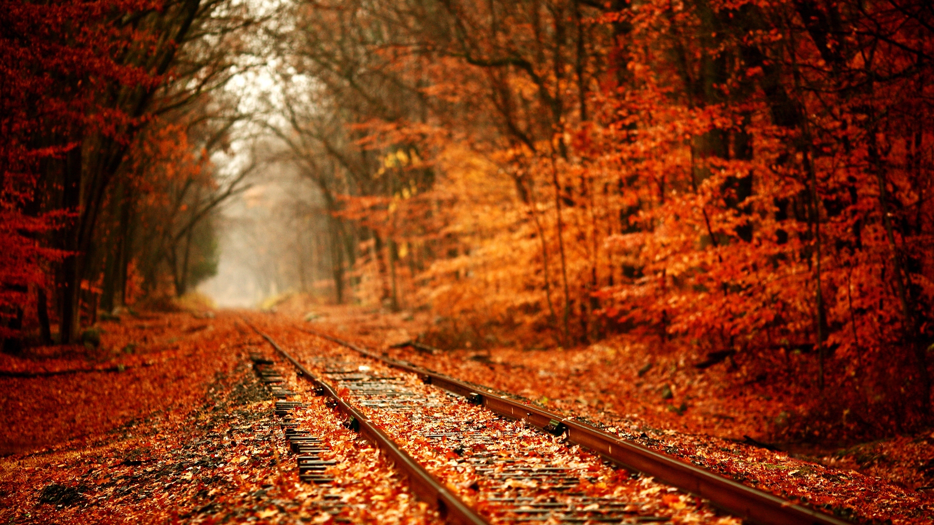 Листья на железной дороге