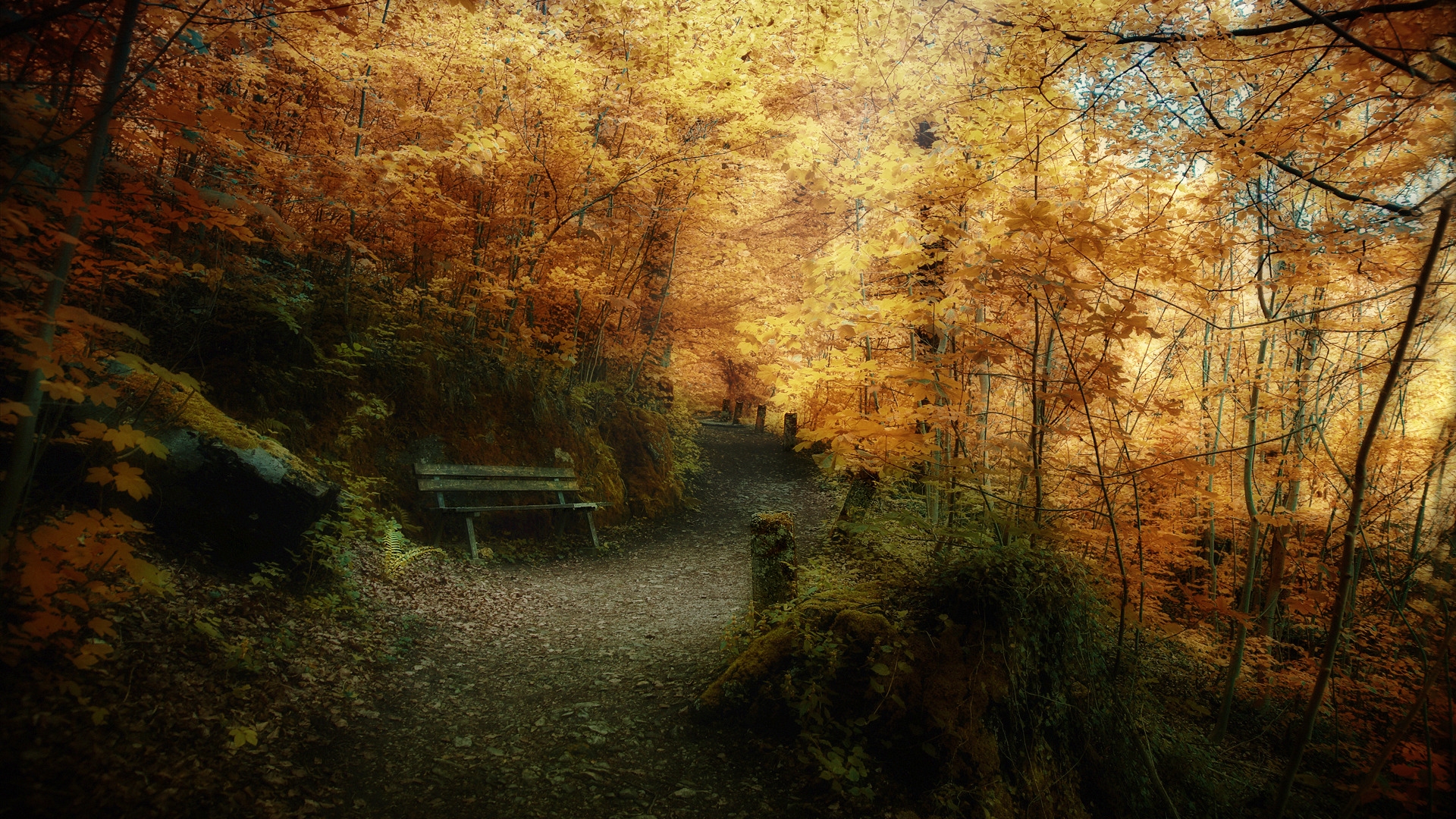 Pathway in autumn forest