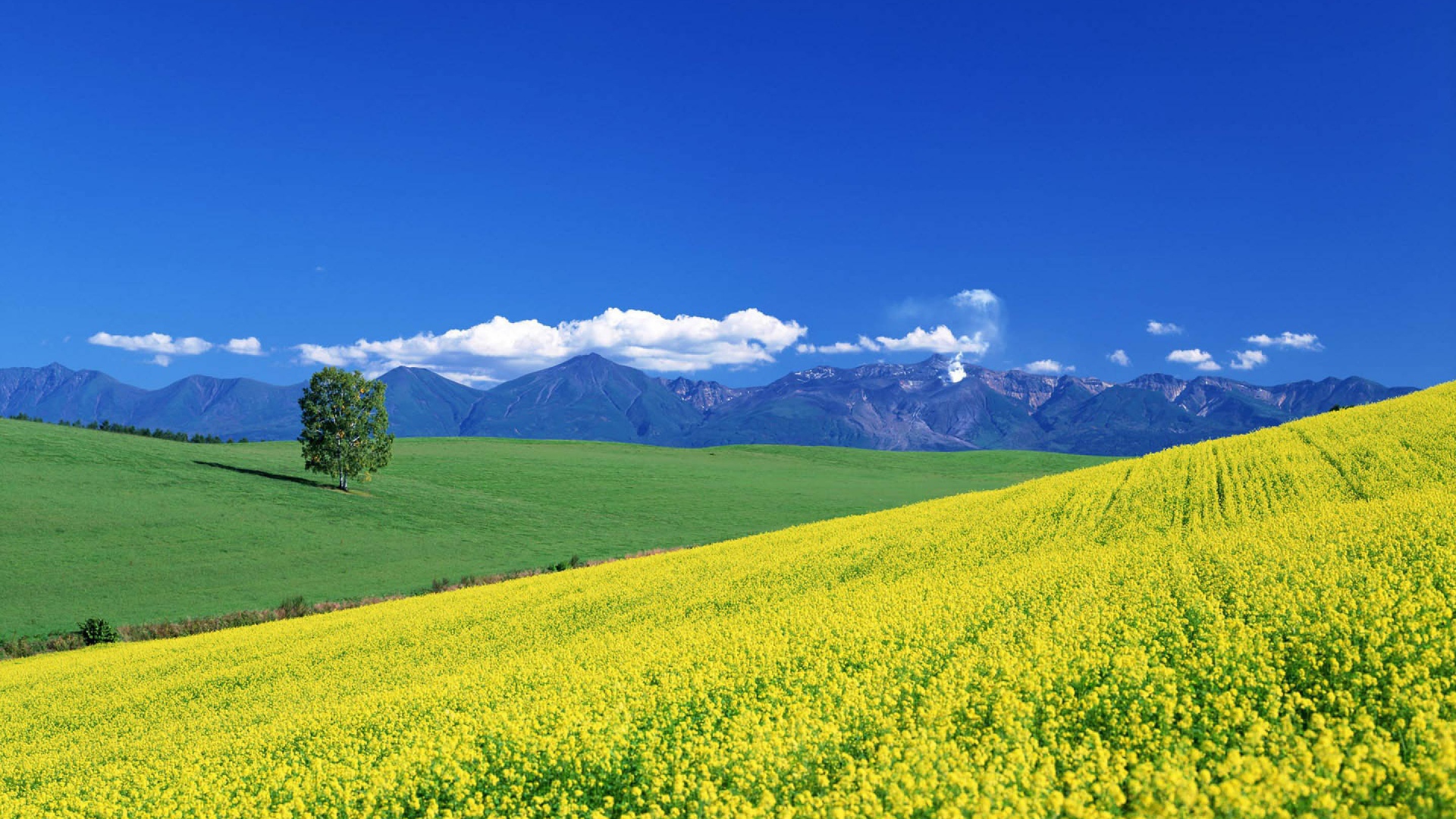 Цветочный пейзаж