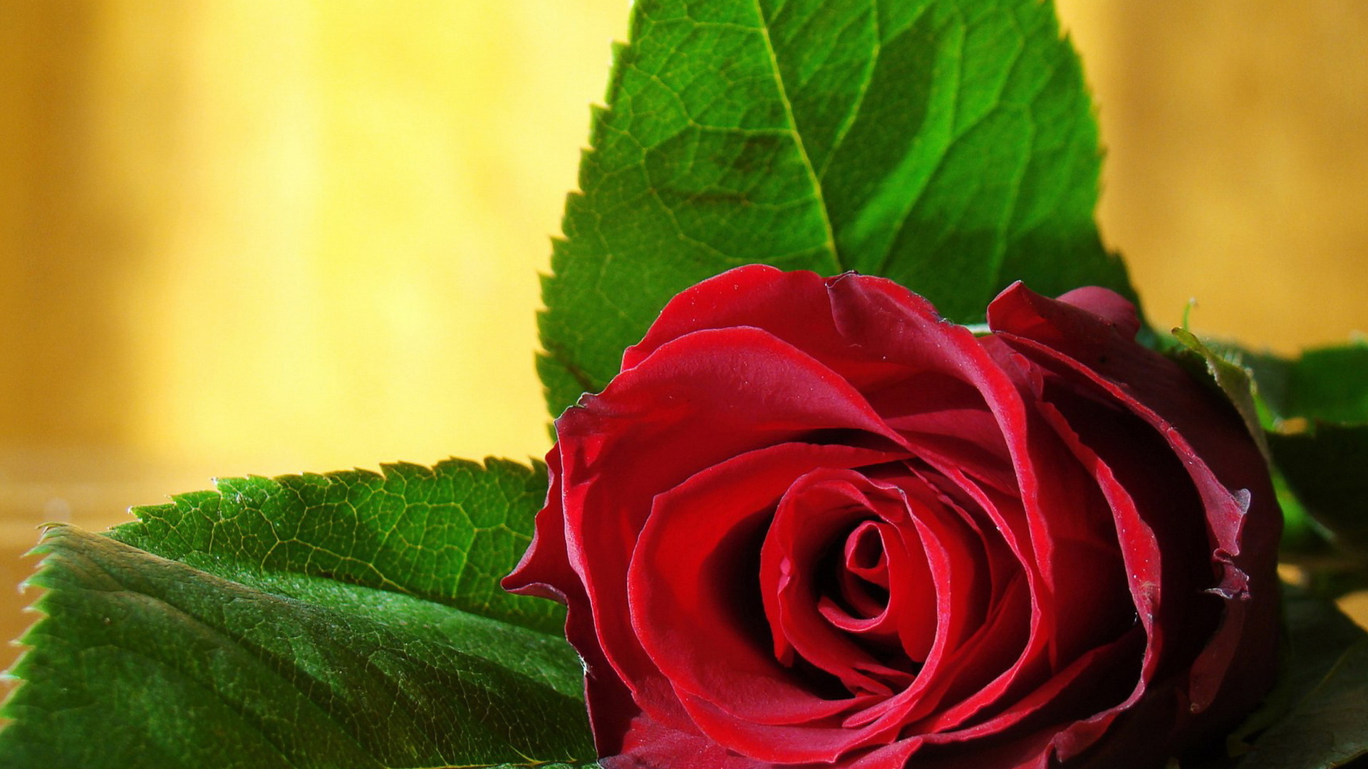 Одинокая роза