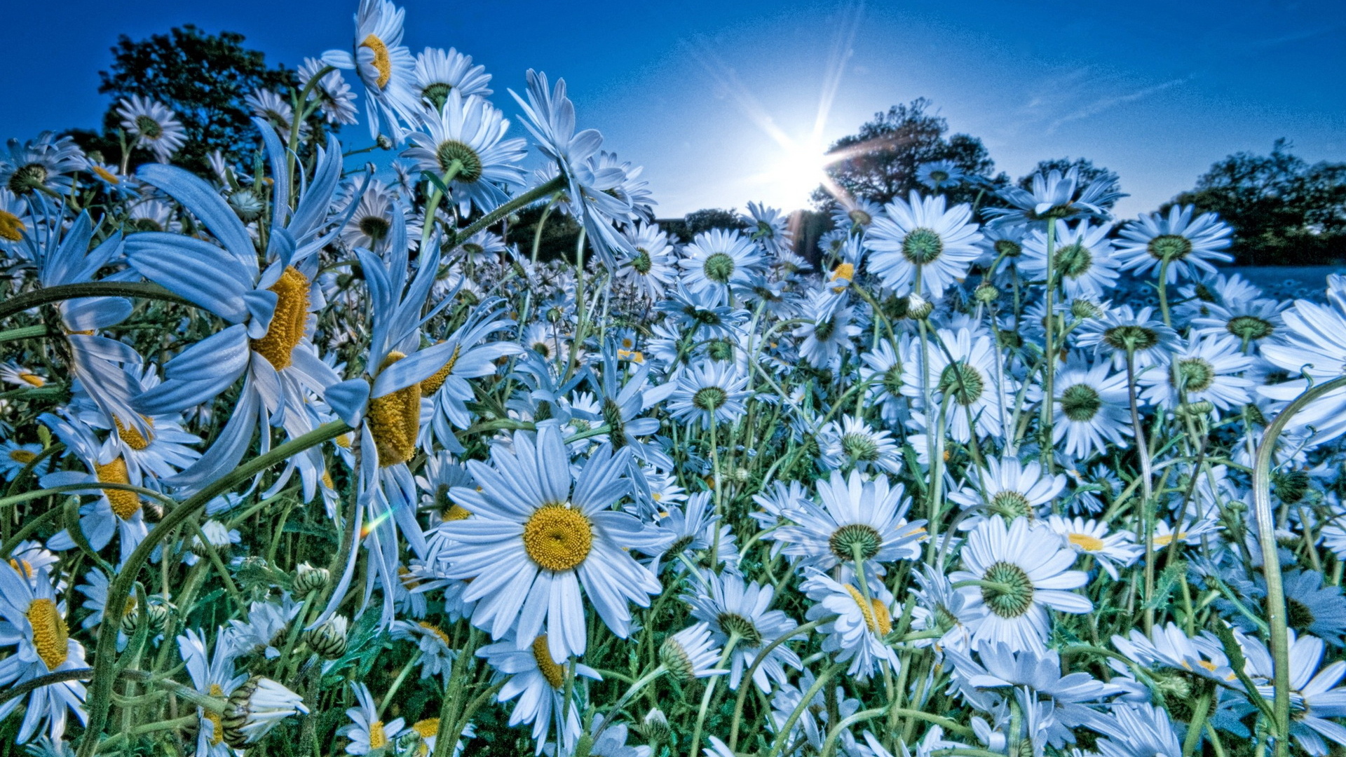 Облако ромашек